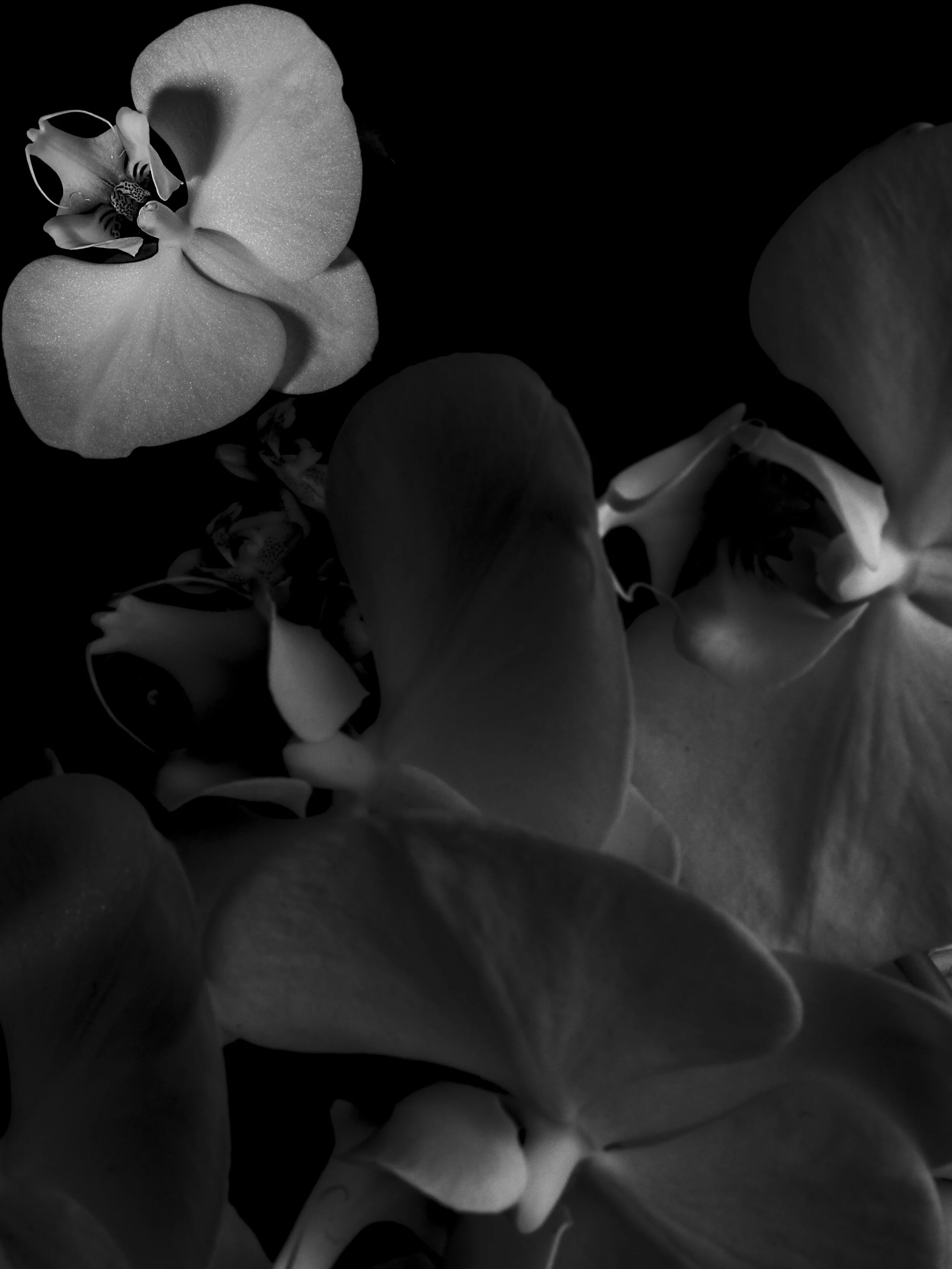 BLOOM-12.jpg