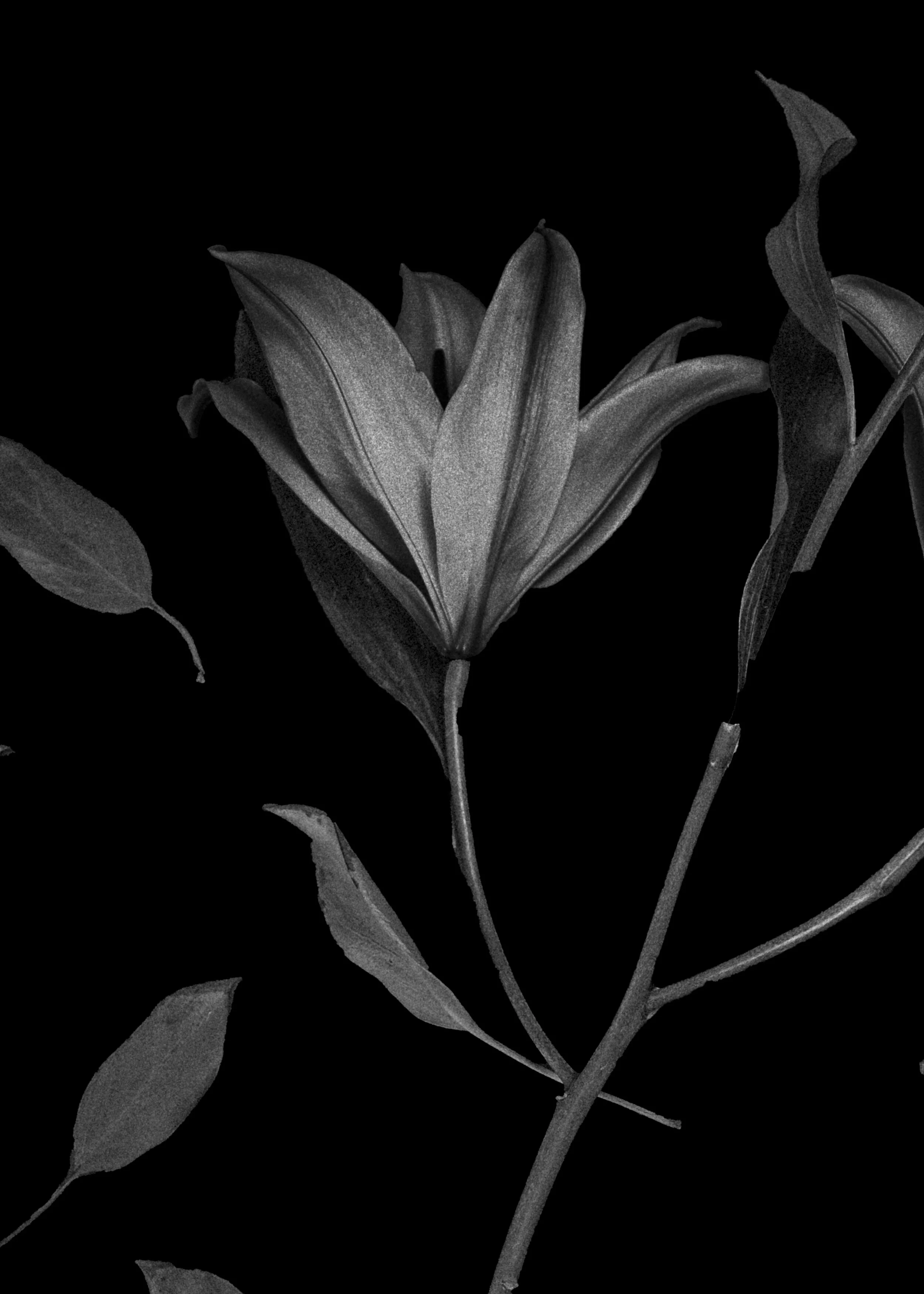 BLOOM-14.jpg
