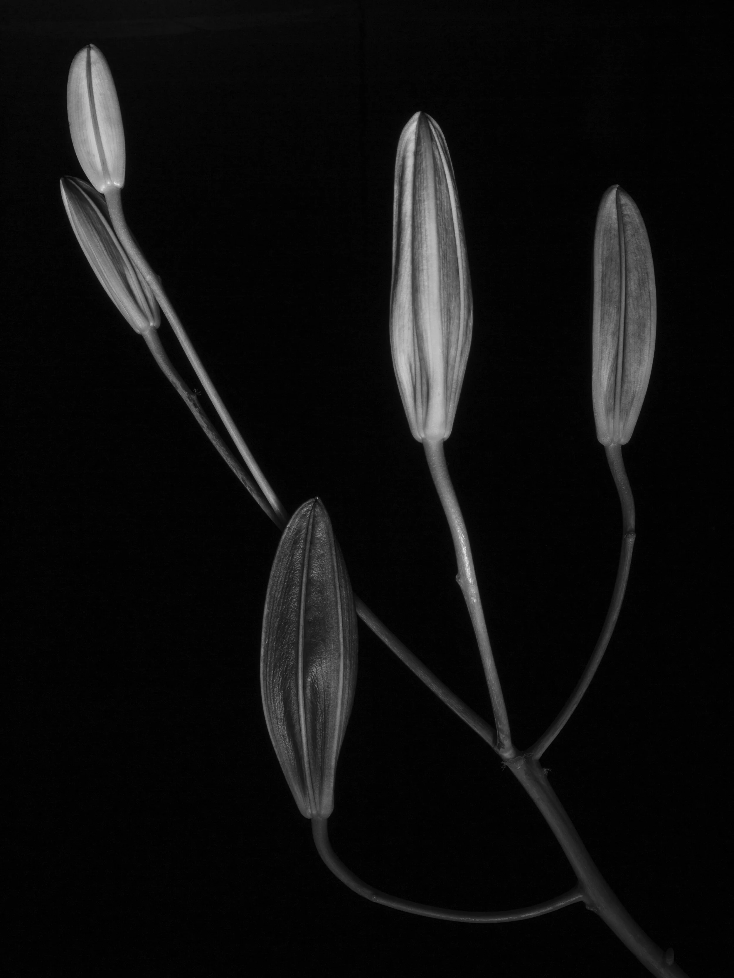 BLOOM-13.jpg