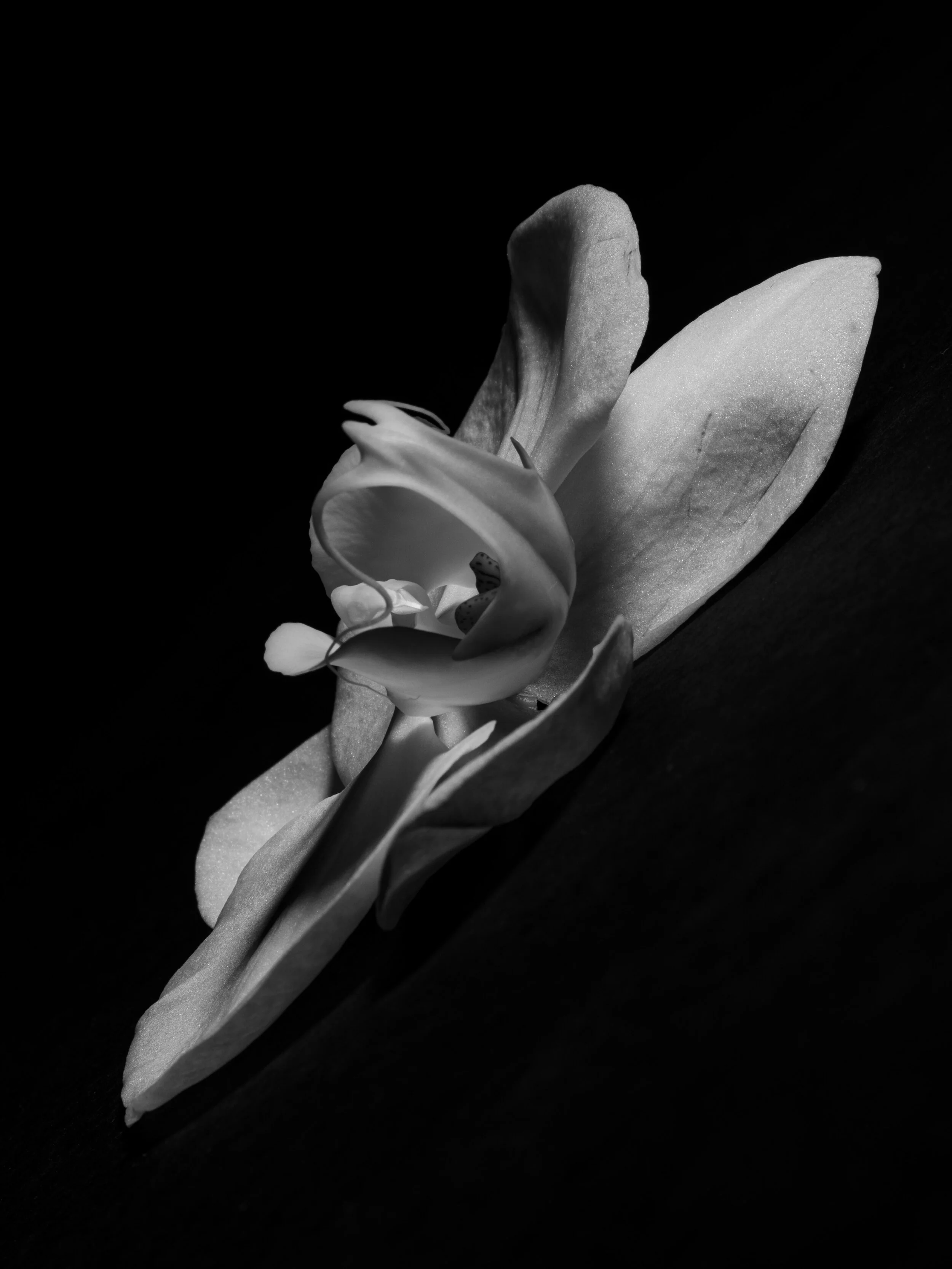 BLOOM-15.jpg