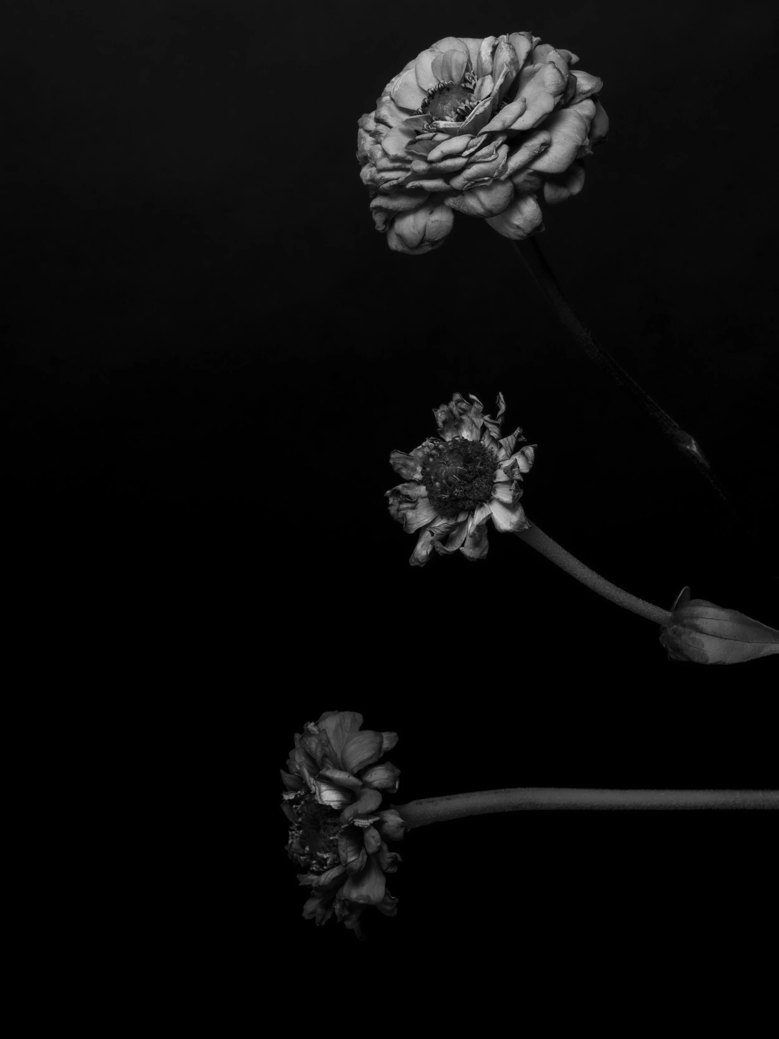 BLOOM-16.jpg