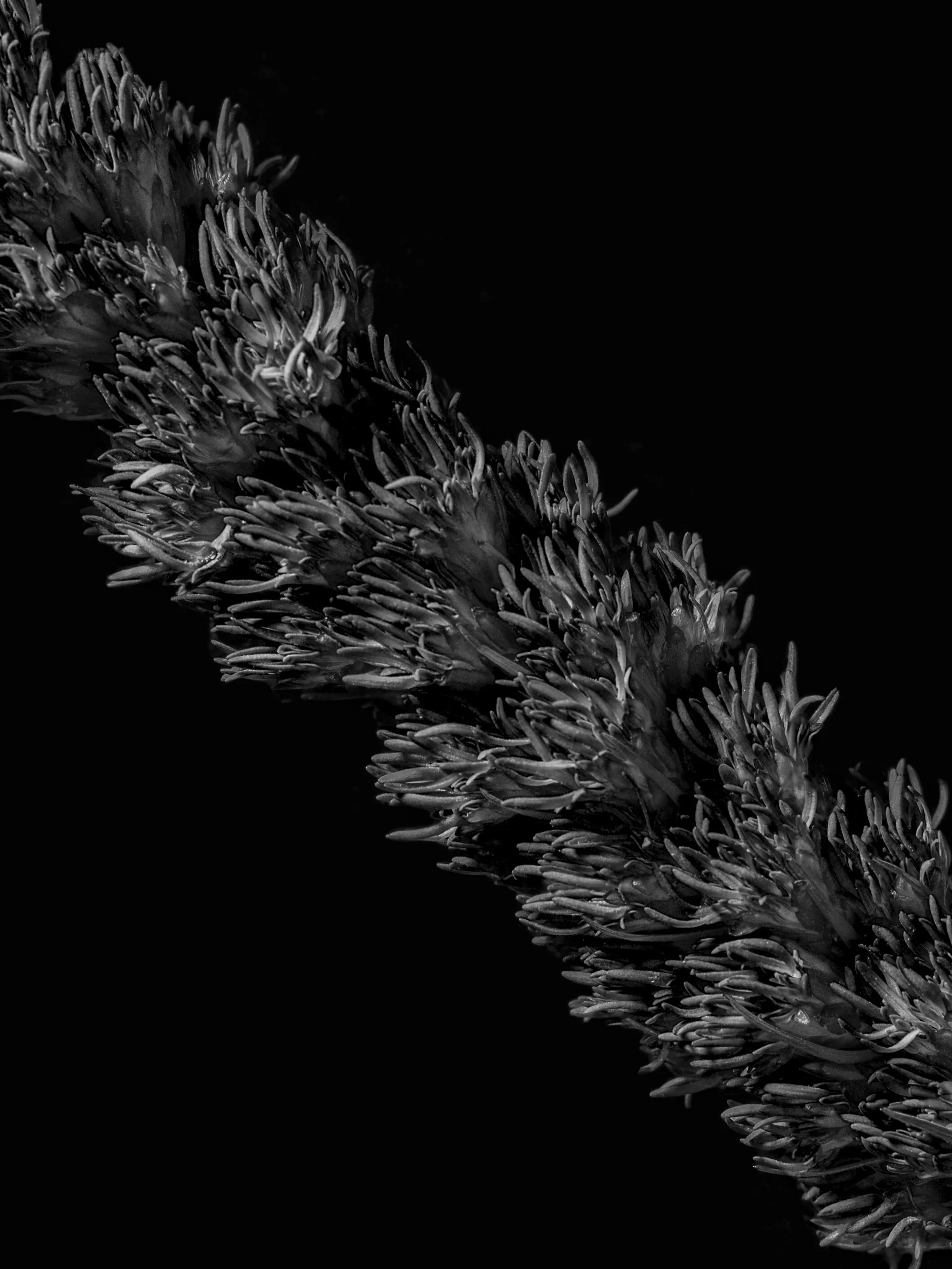 BLOOM-17.jpg