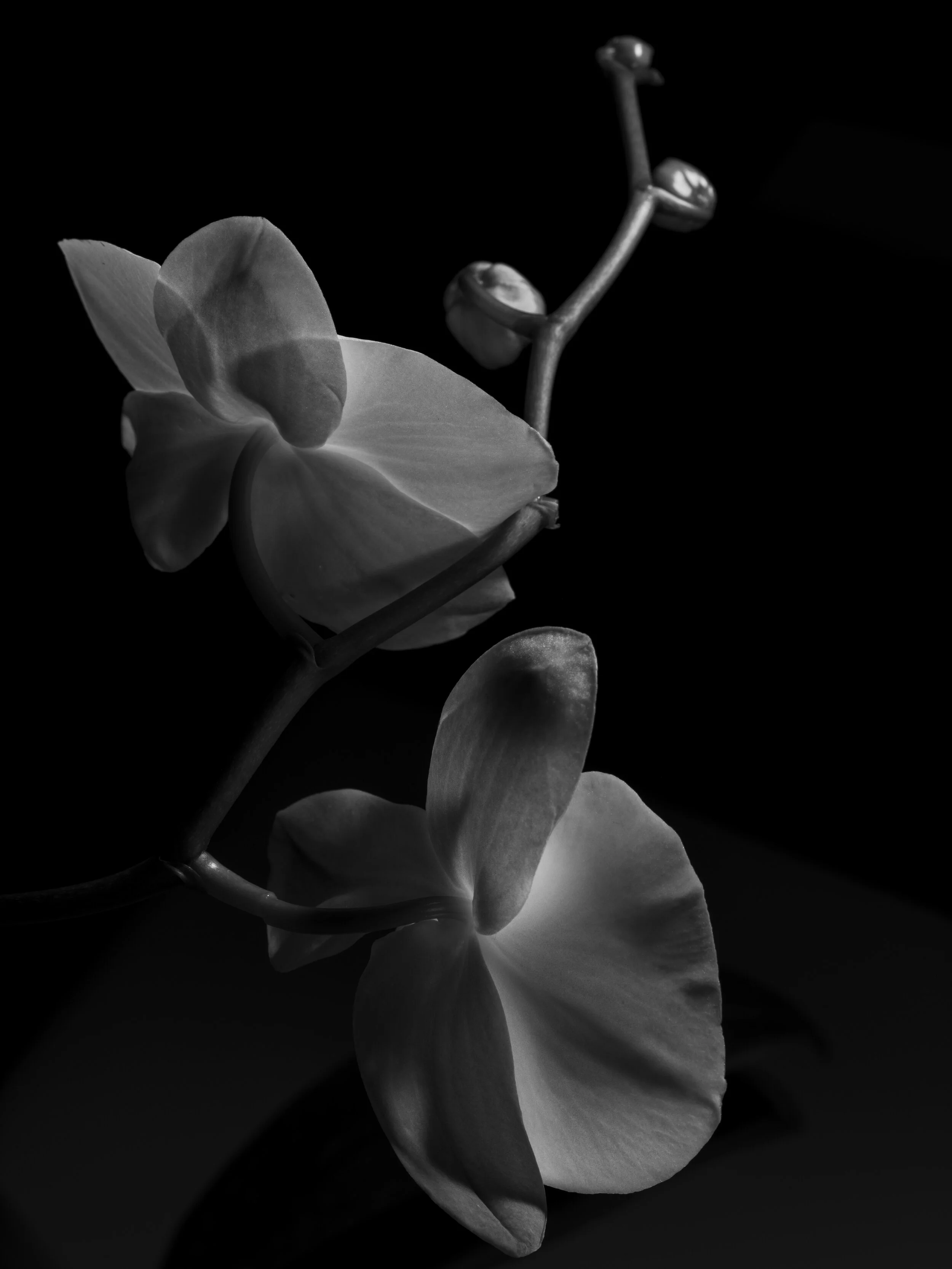 BLOOM-18.jpg