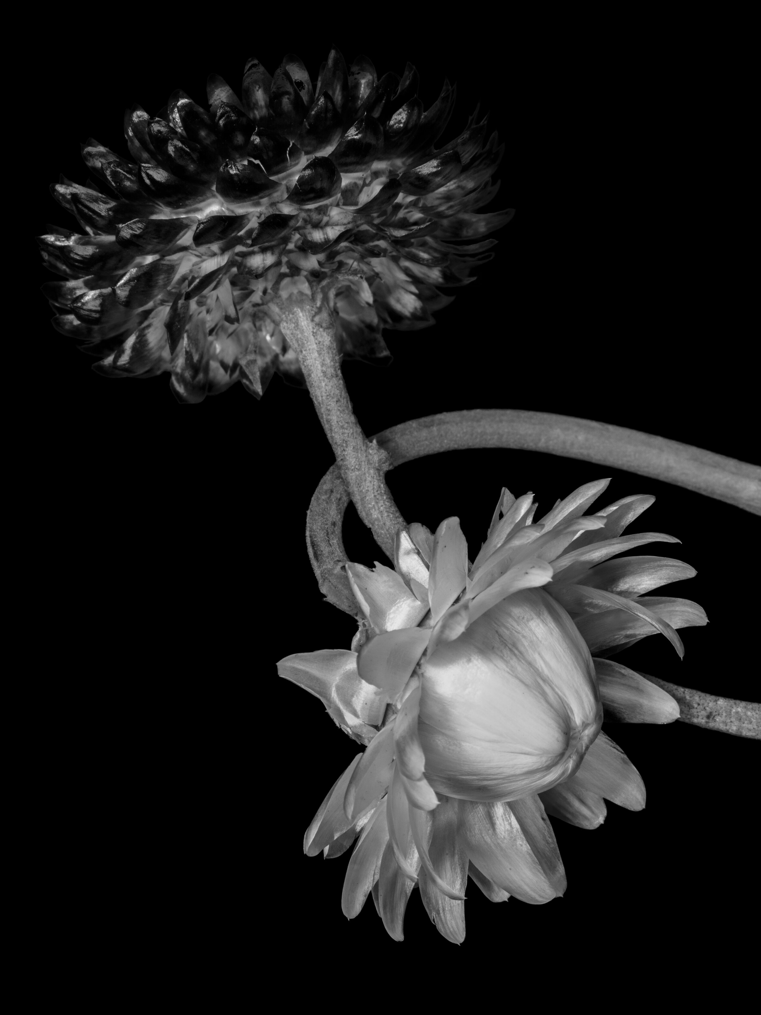 BLOOM-19.jpg