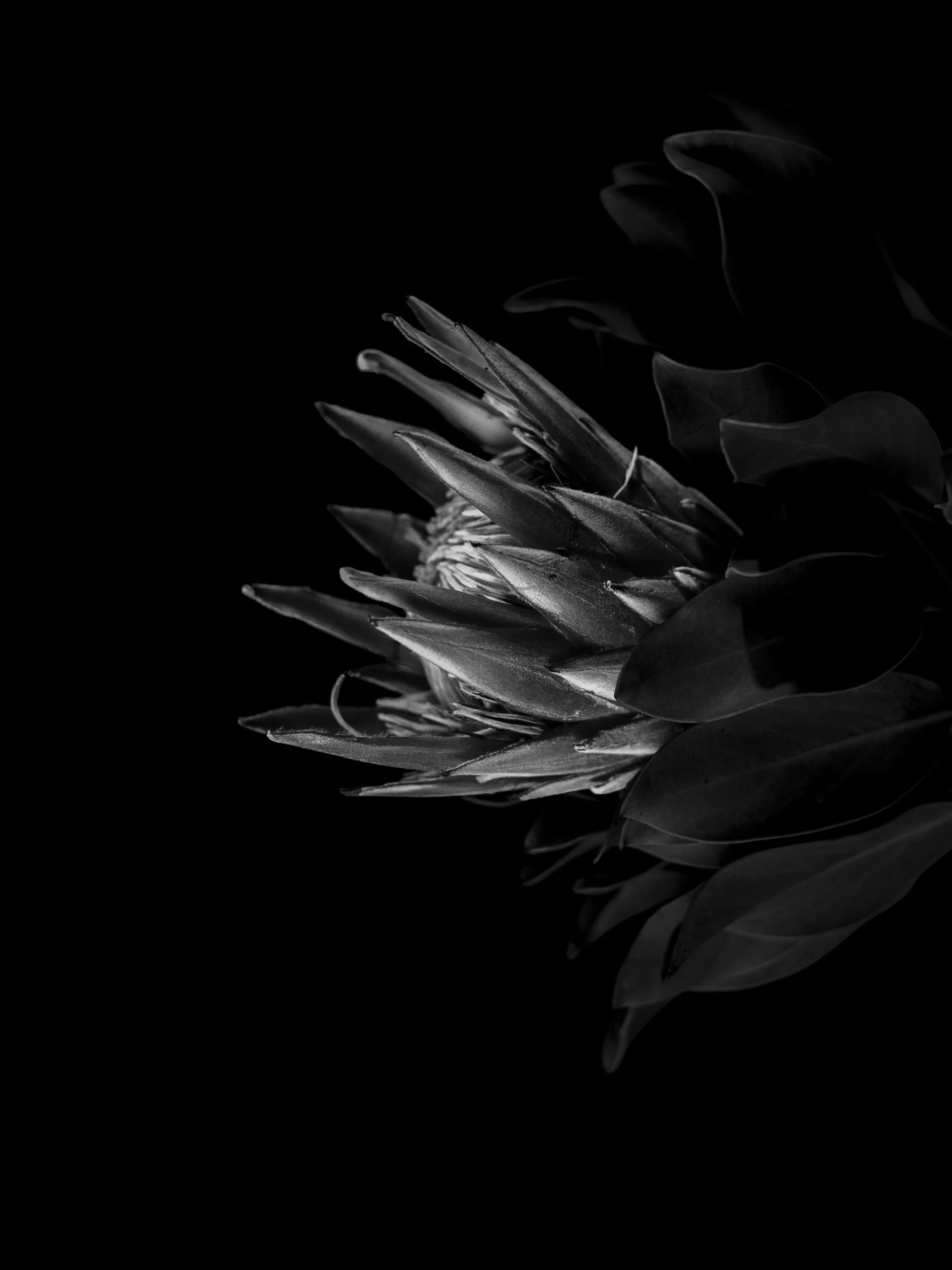 BLOOM-20.jpg