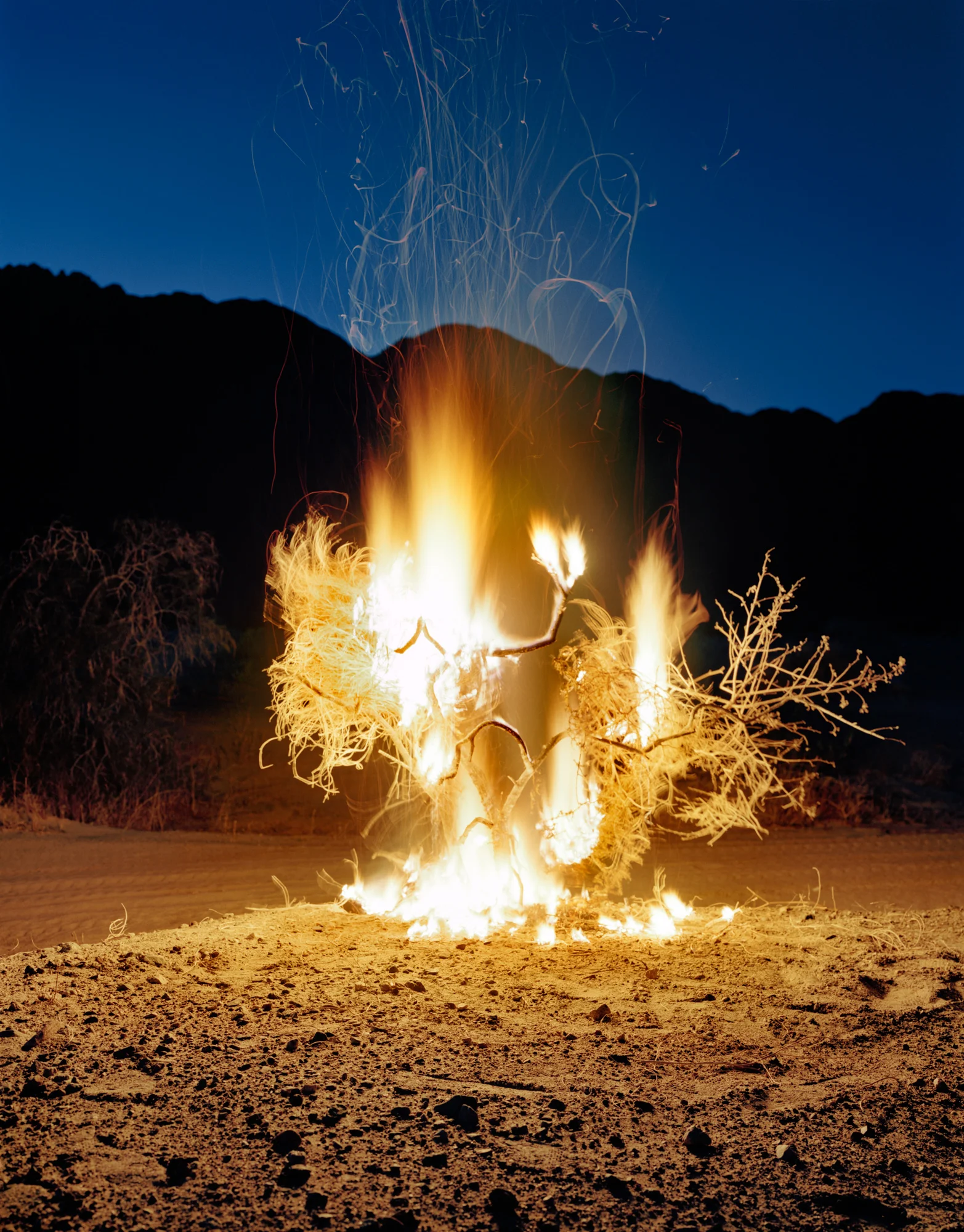 Burning Bush, 2011 (38.5x30 & 60x48,5”)