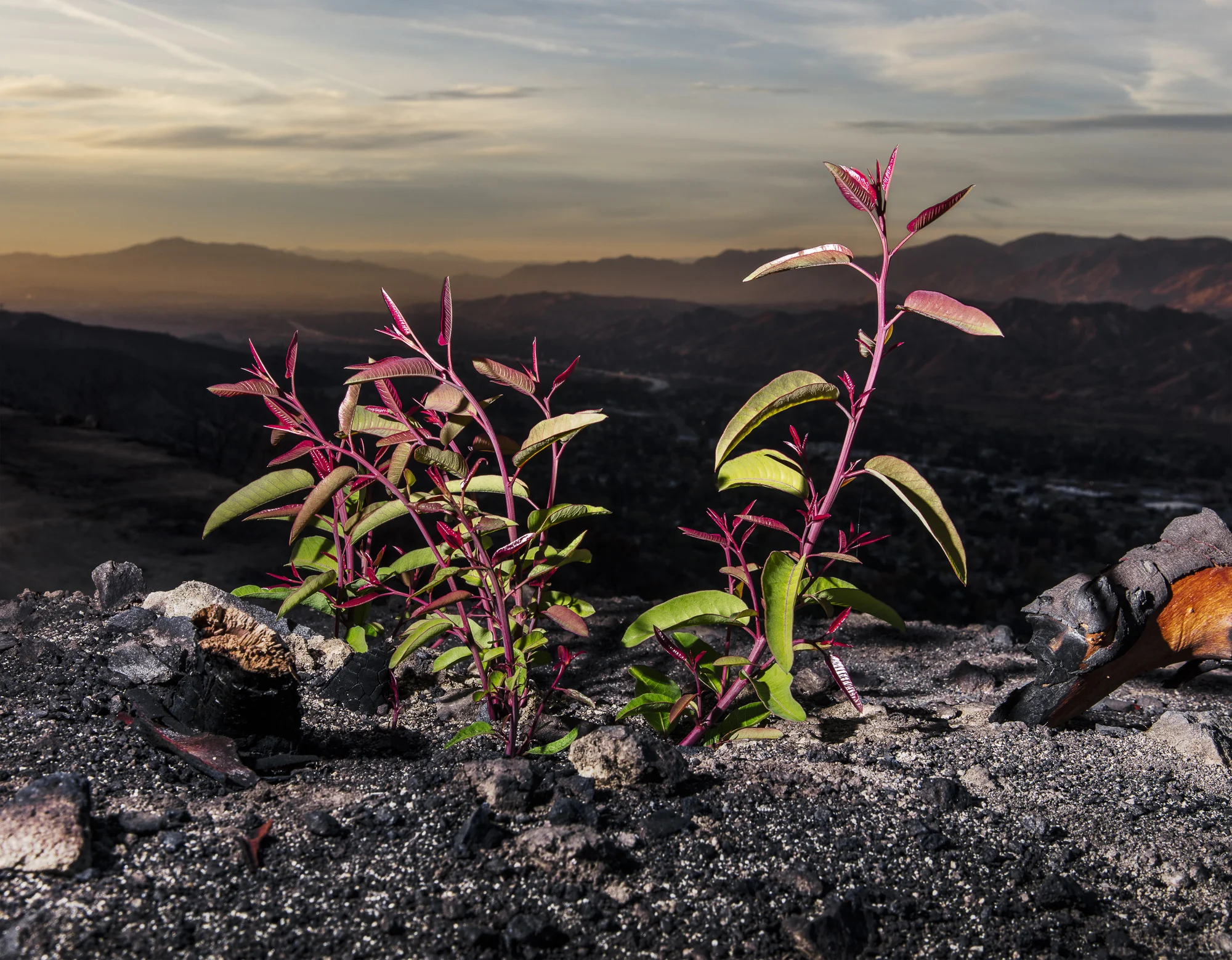 Rebirth in the Burnzone