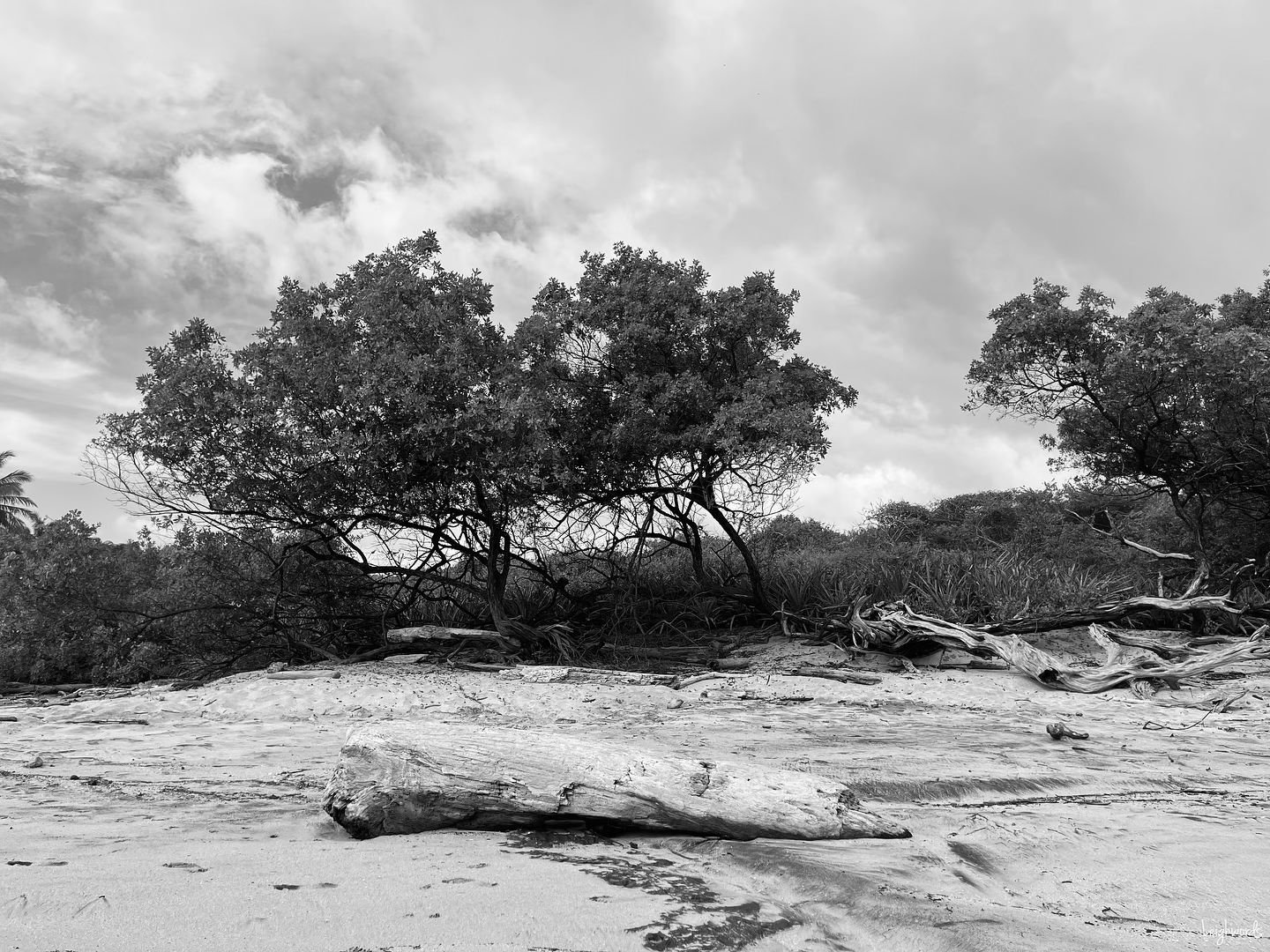 Guanacaste, Costa Rica 🇨🇷 
Available in 8x10 and 16x20 
https://www.leighwords.com/shopphotography/sqsp51ed1 
#leighwords #travelphotography #costaricatravel #artmatters #wallart #bnwphotography
