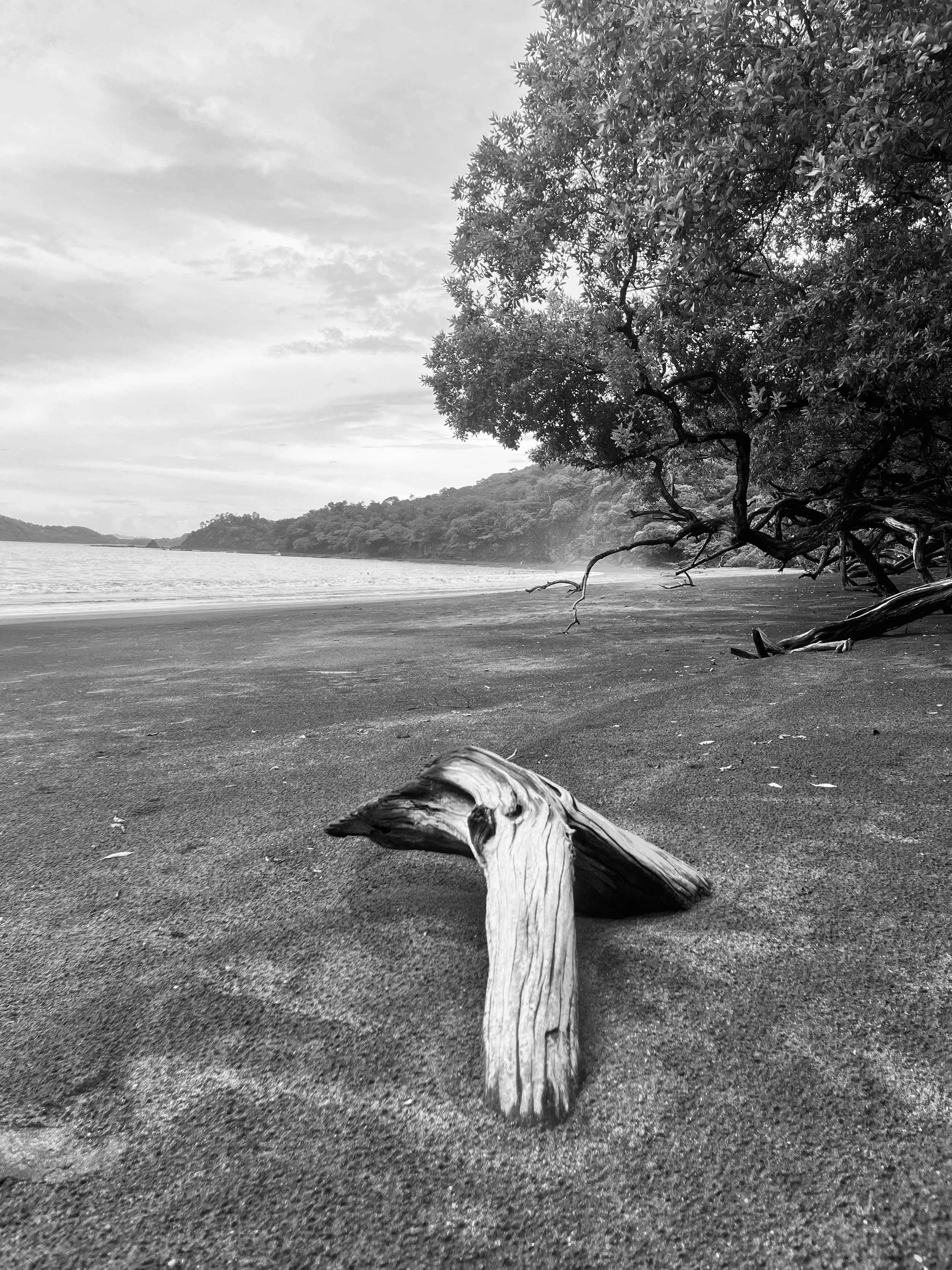  Black and White Photo of Driftwood in Costa Rica 
