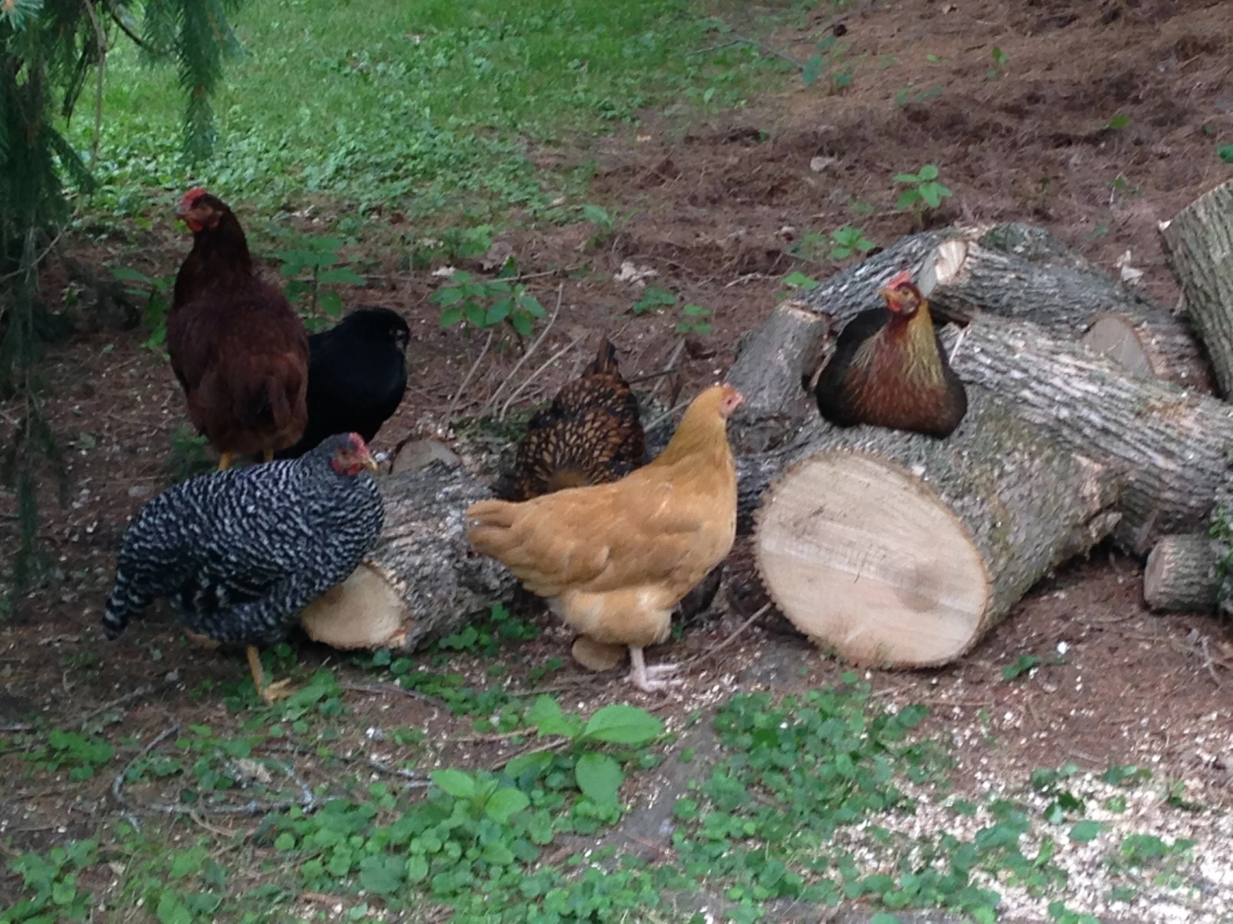 hen pic.jpg