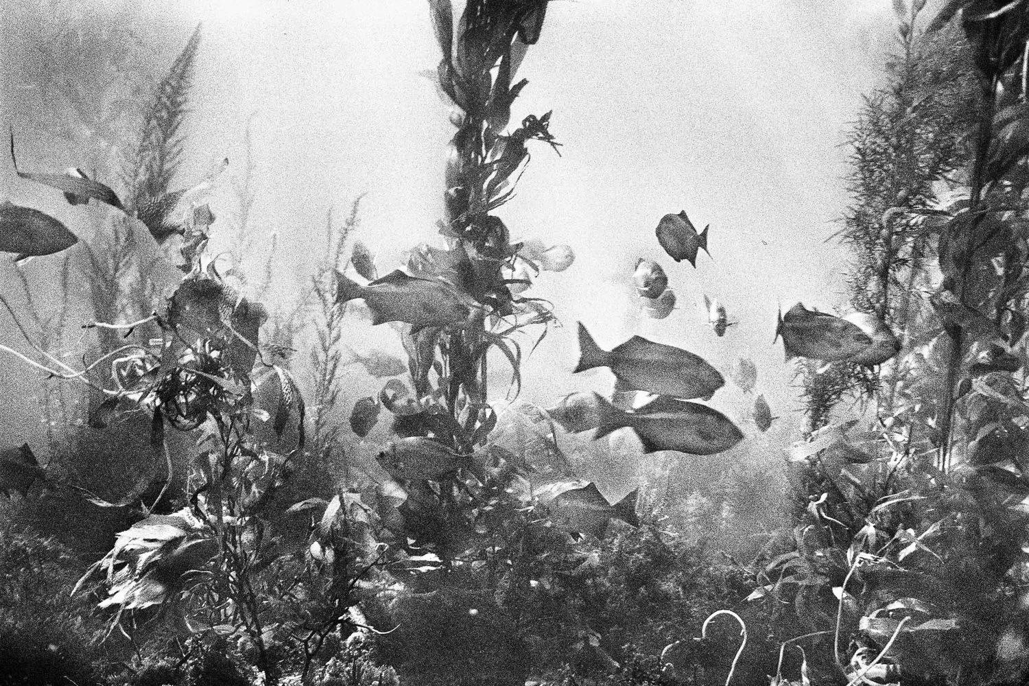 Christopher Paul Ammon