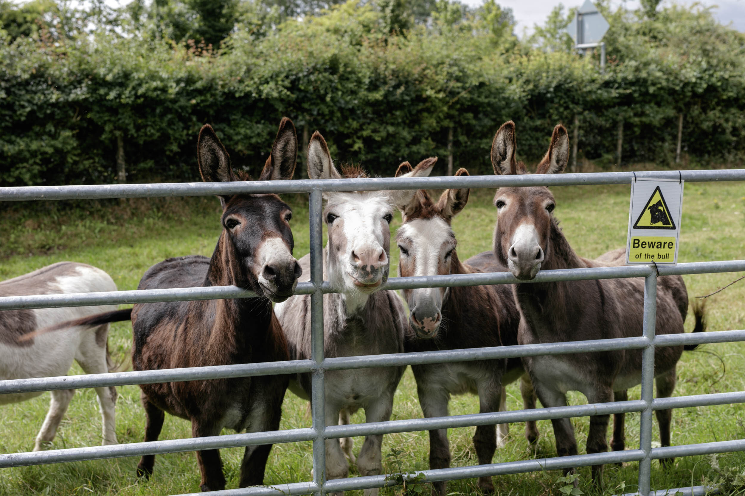  The Farm                                   Shankill Castle, Kilkenny 