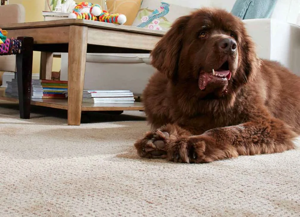 Stainmaster Carpet 3.jpg