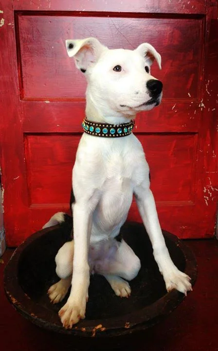 Paco Collar w Dog.jpg