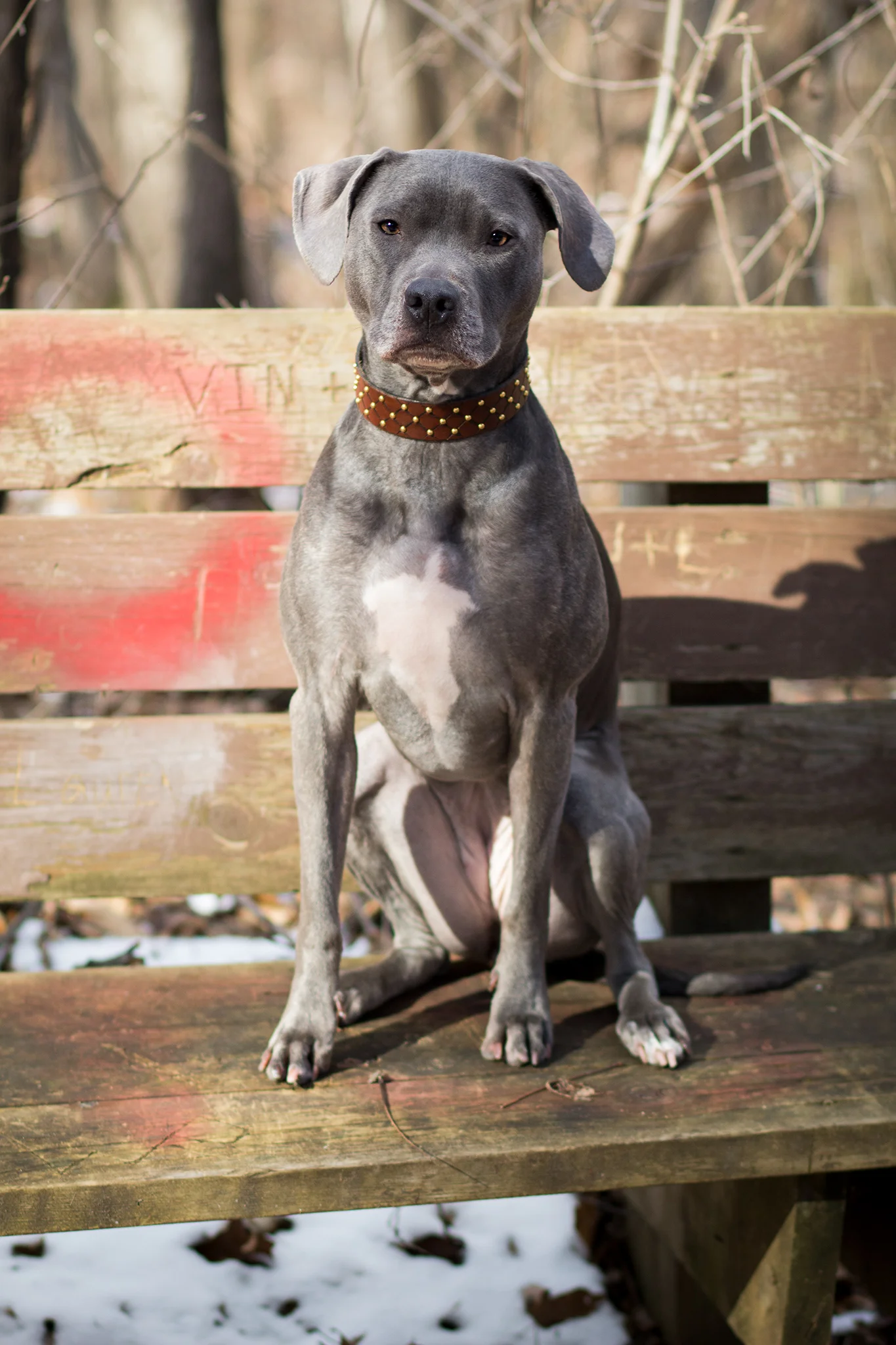 Paco Dude Collar2.jpg