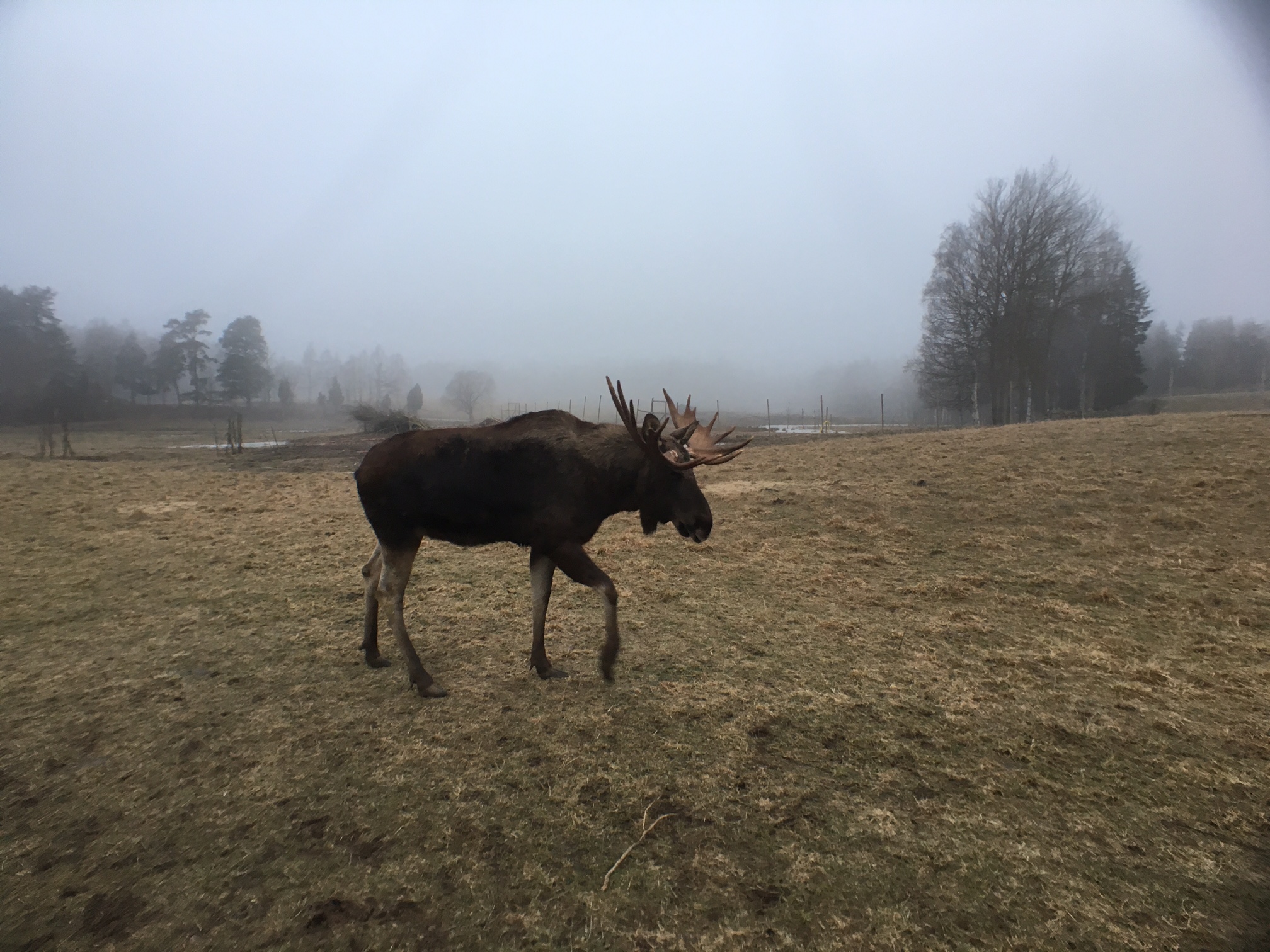 Moose8.jpg