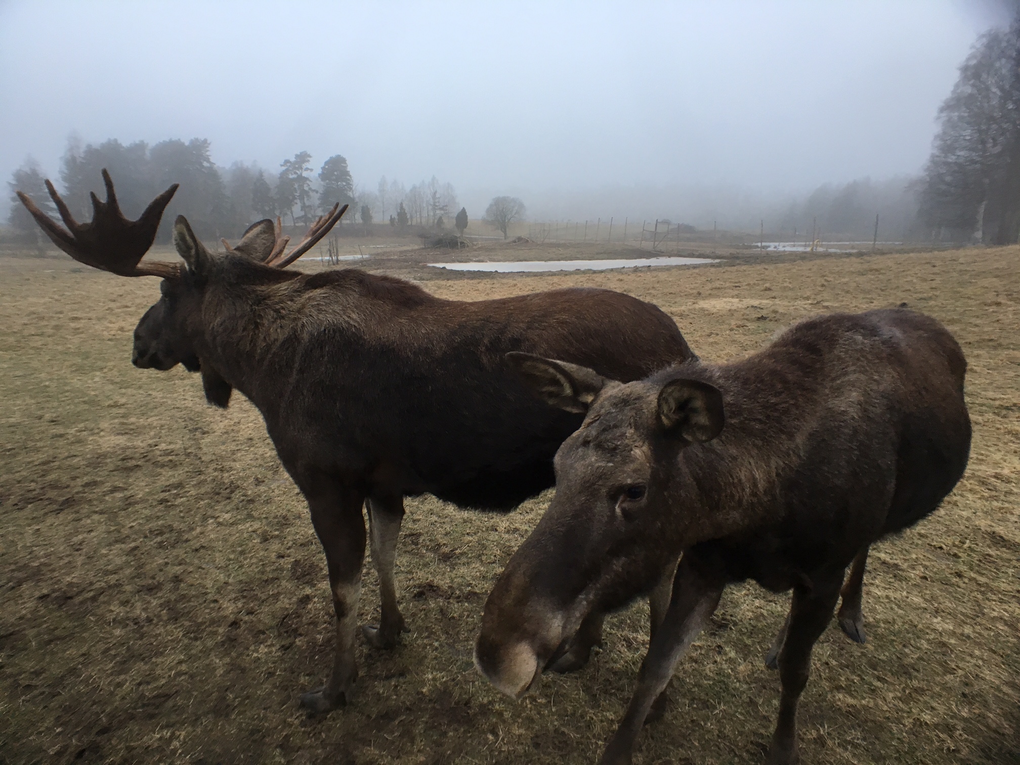 Moose7.jpg