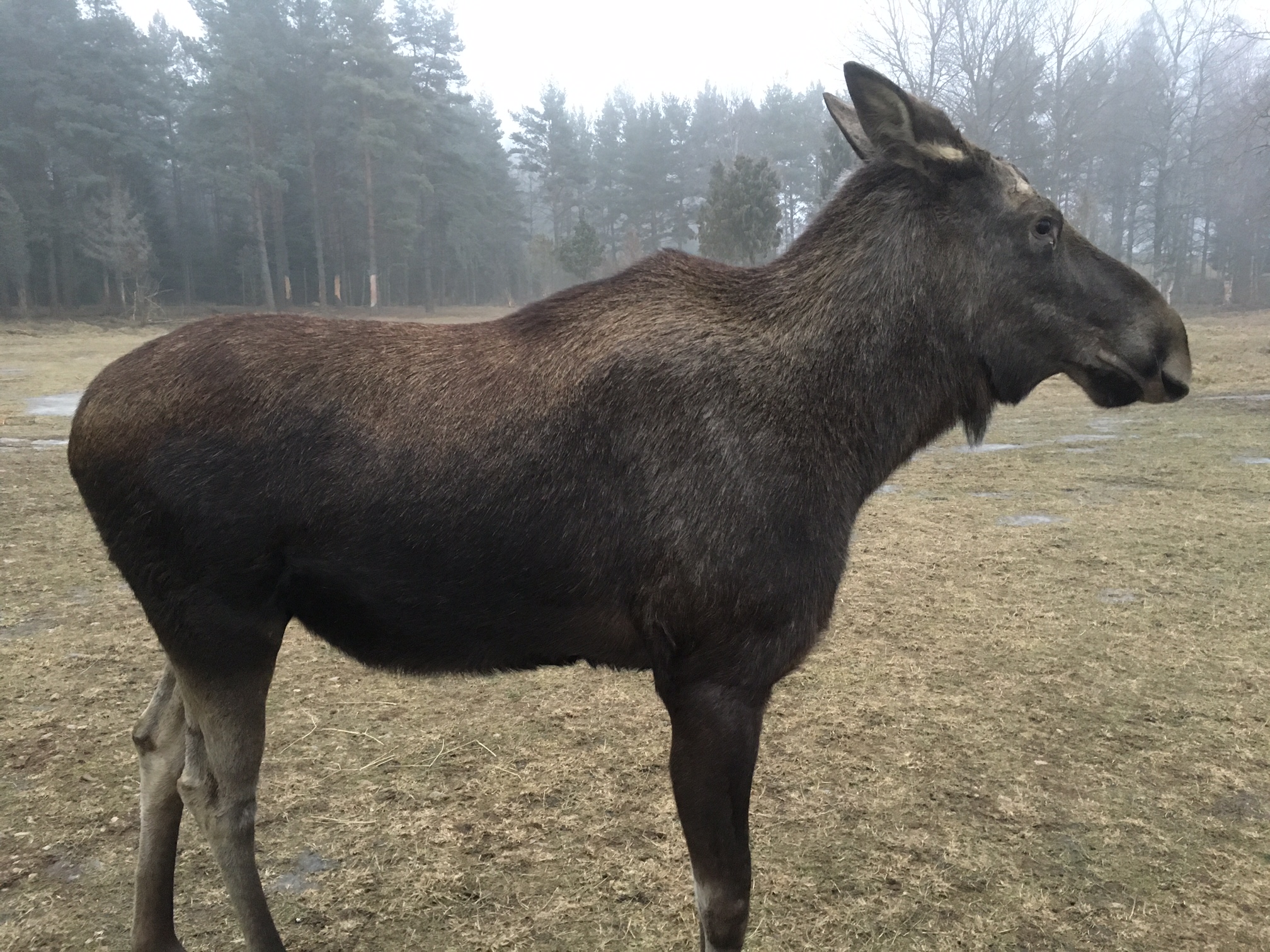 Moose4.jpg