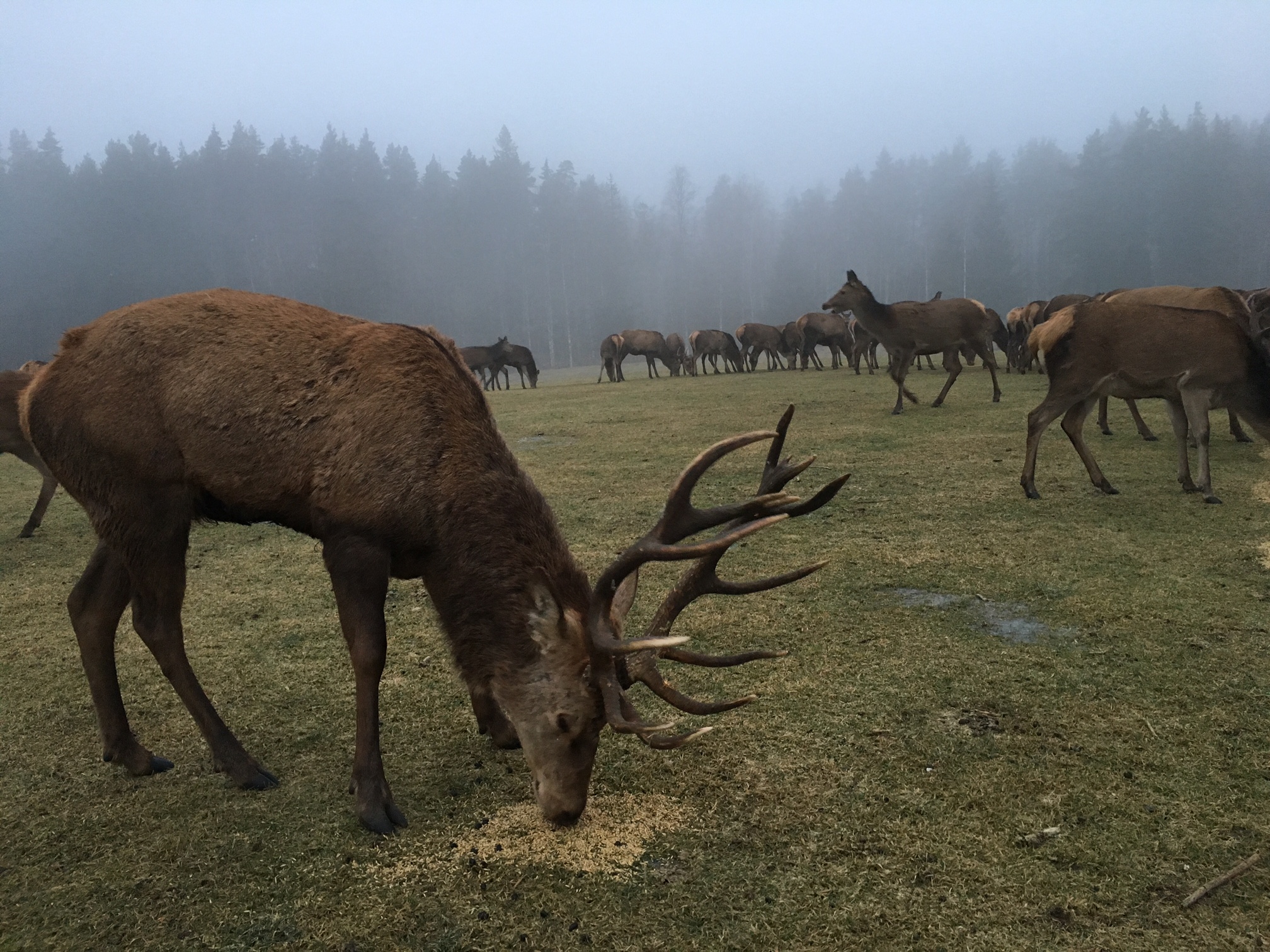 Moose3.jpg
