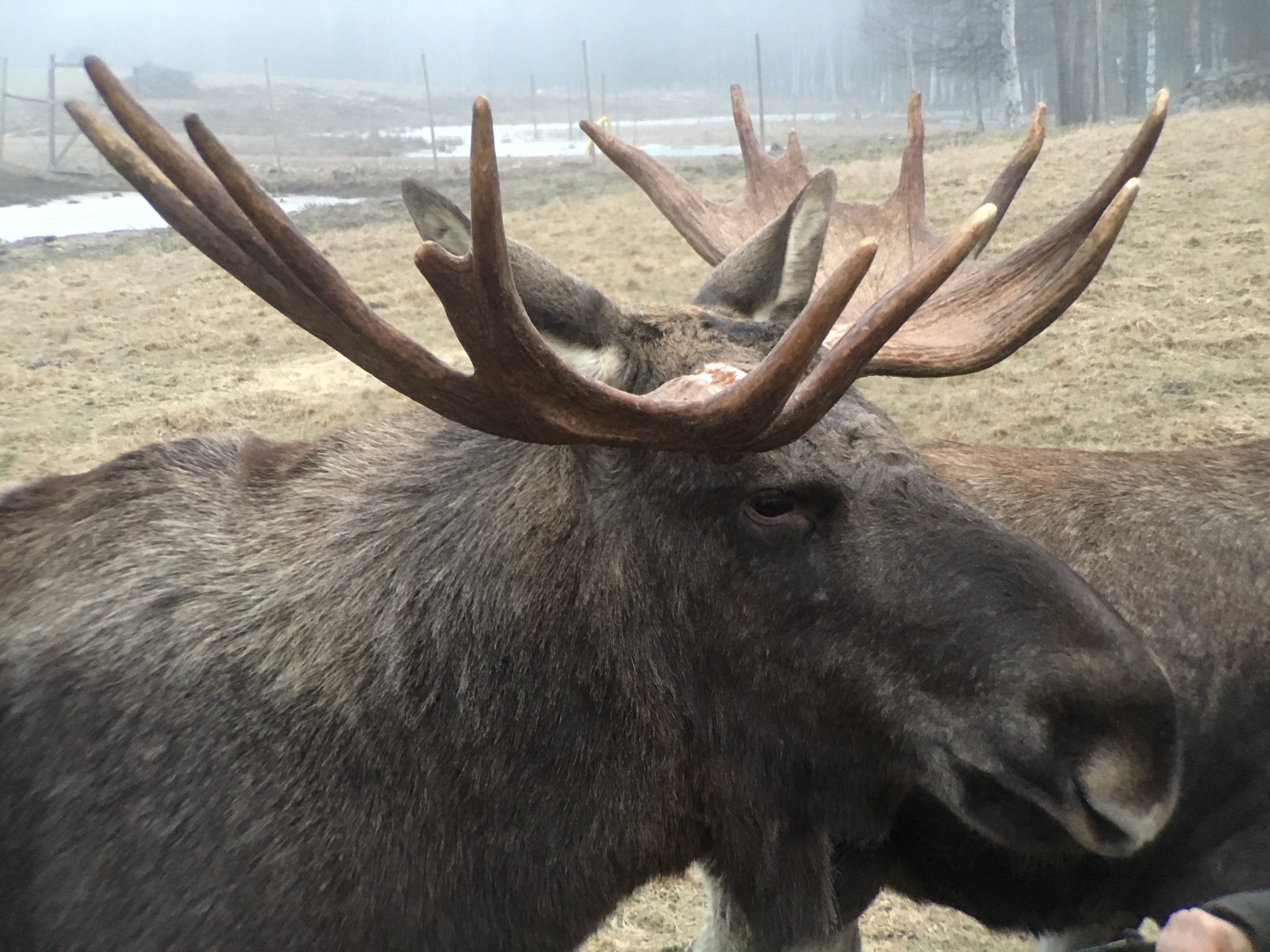 Moose5.jpg