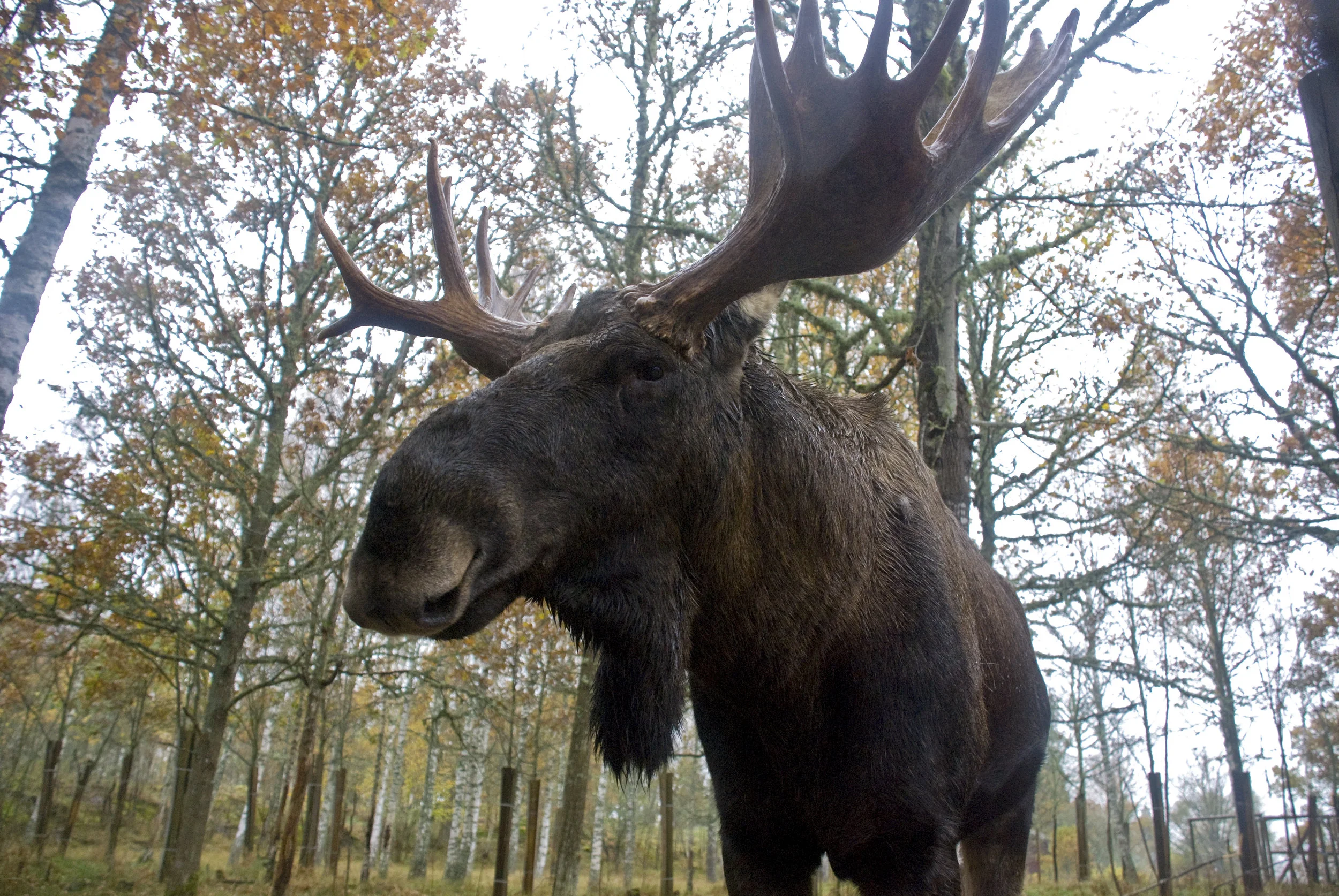 TOUR DIARY: If You Give A Moose A Muffin...