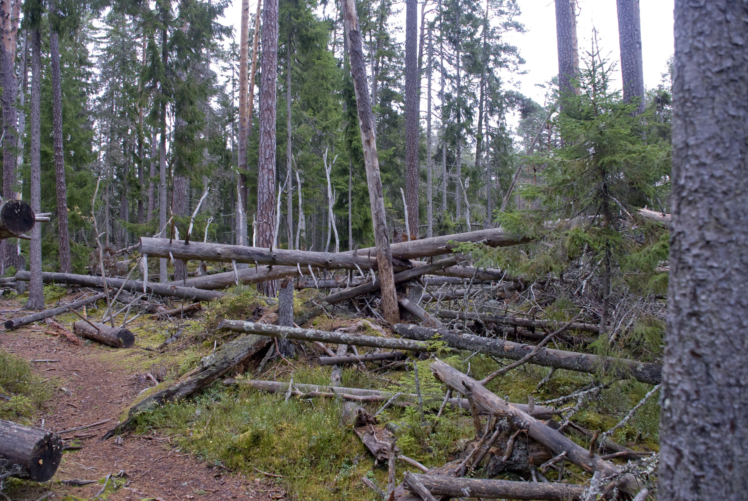 DSC_4147.jpg