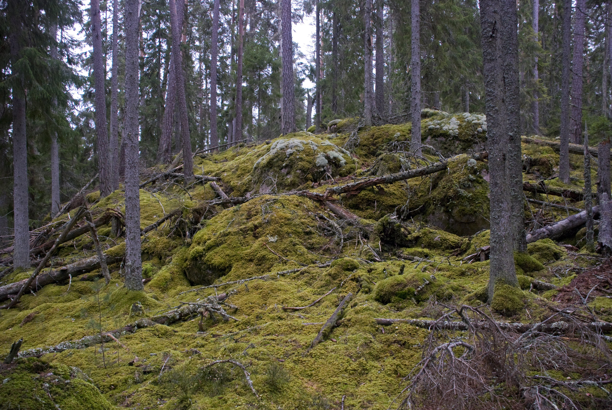 DSC_4163.jpg
