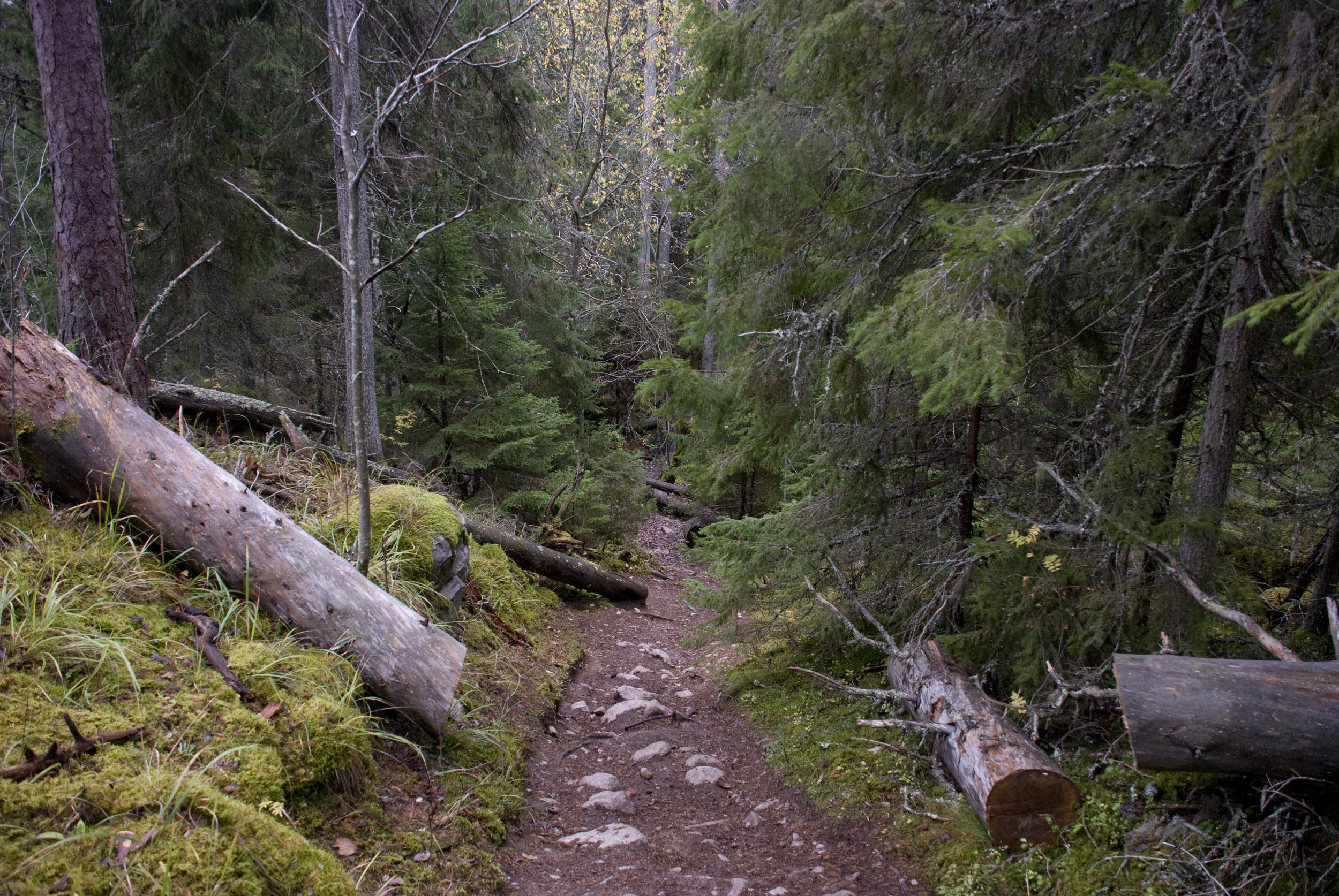 DSC_4168.jpg