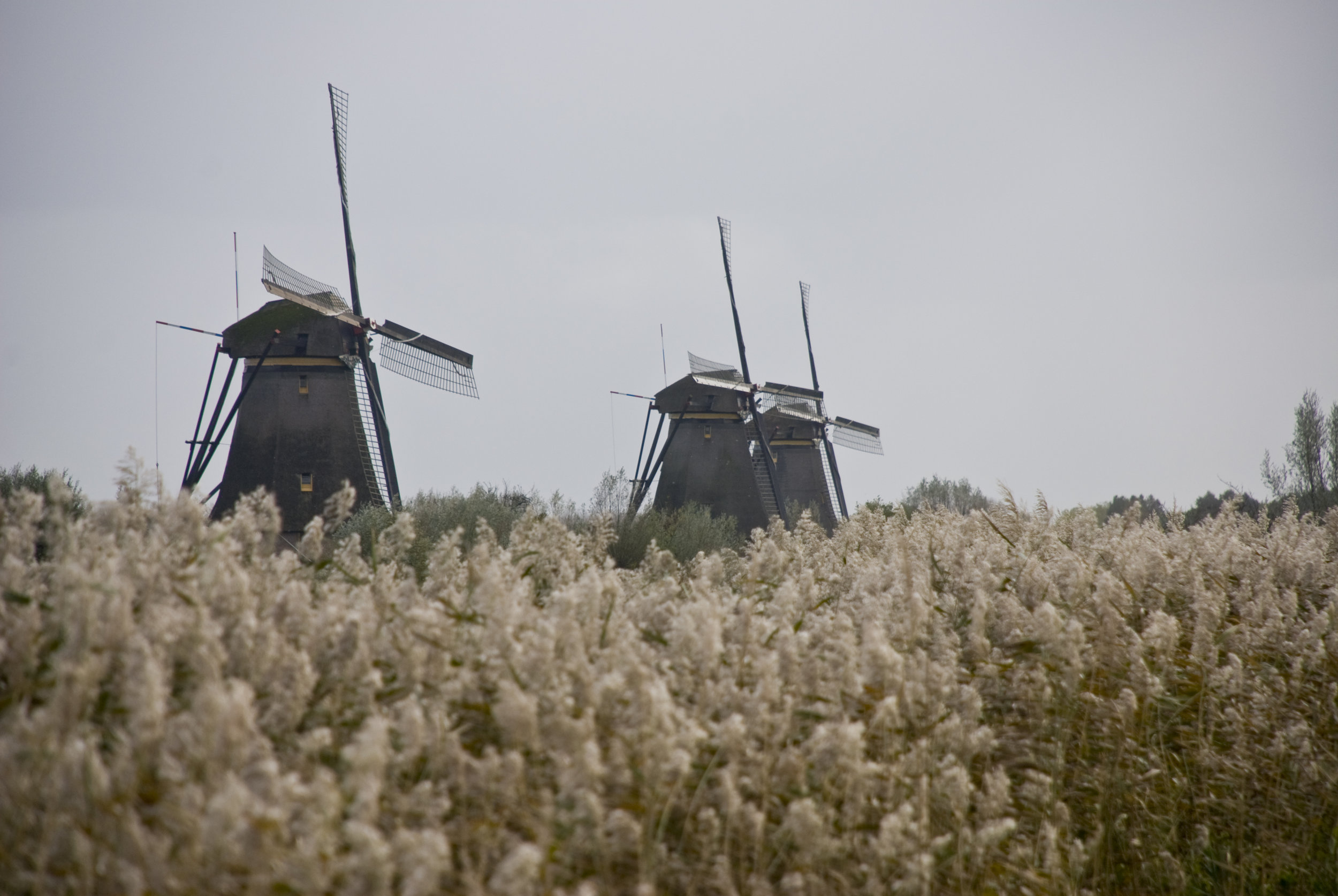 DSC_4493.jpg
