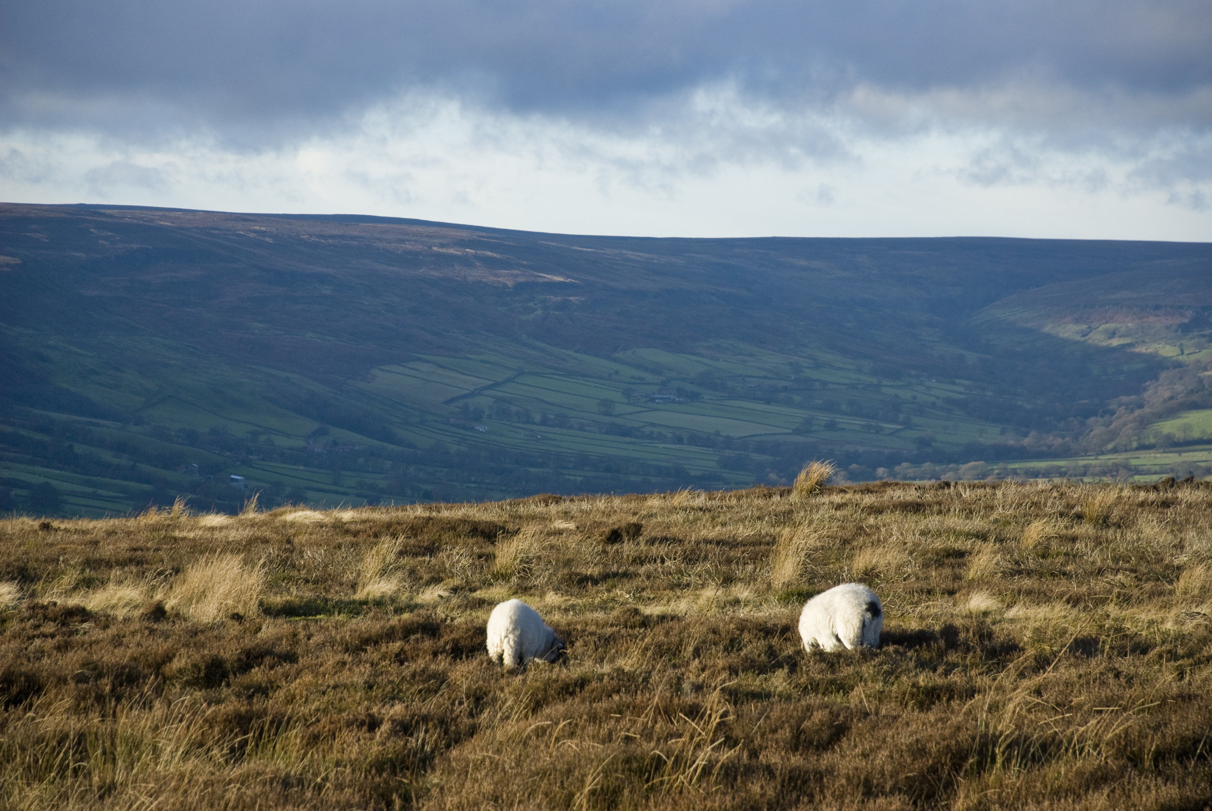 DSC_7272.jpg