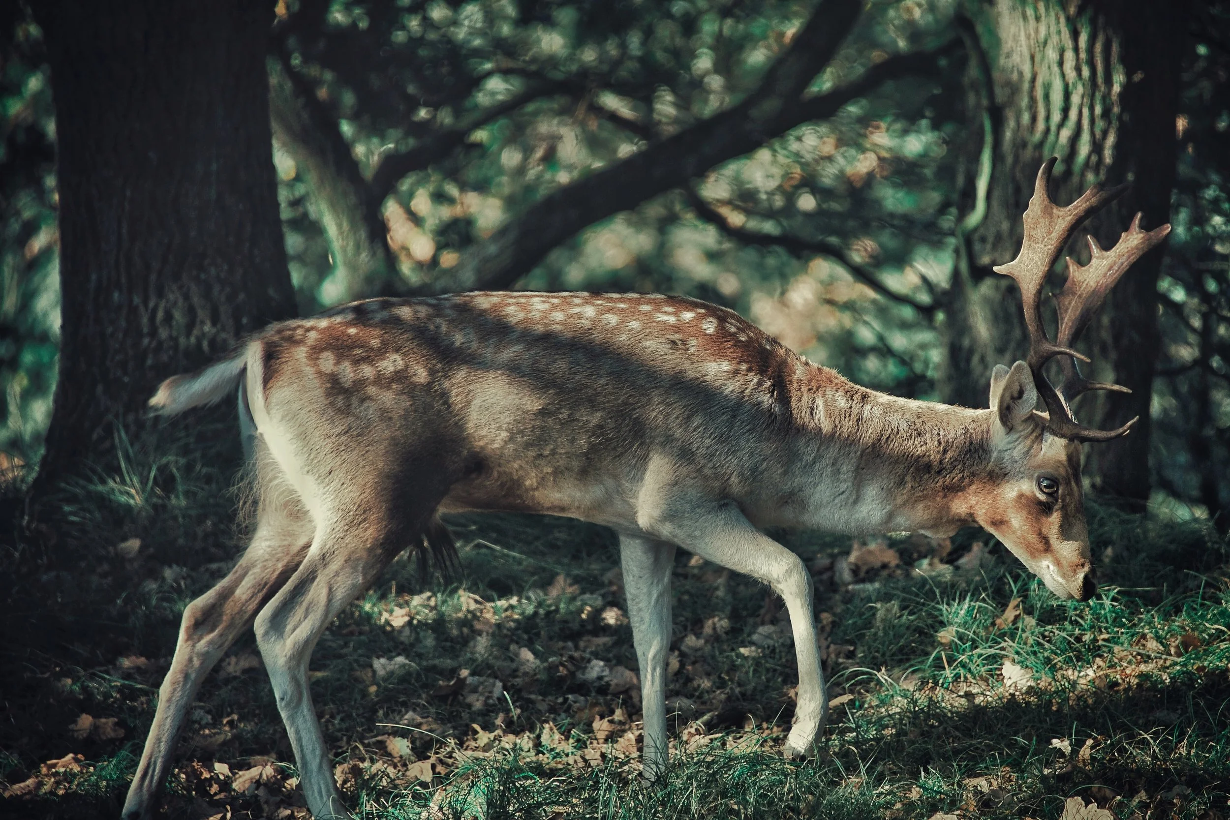 TOUR DIARY: Dutch National Parks, German Castles, and Human-Sized Cages
