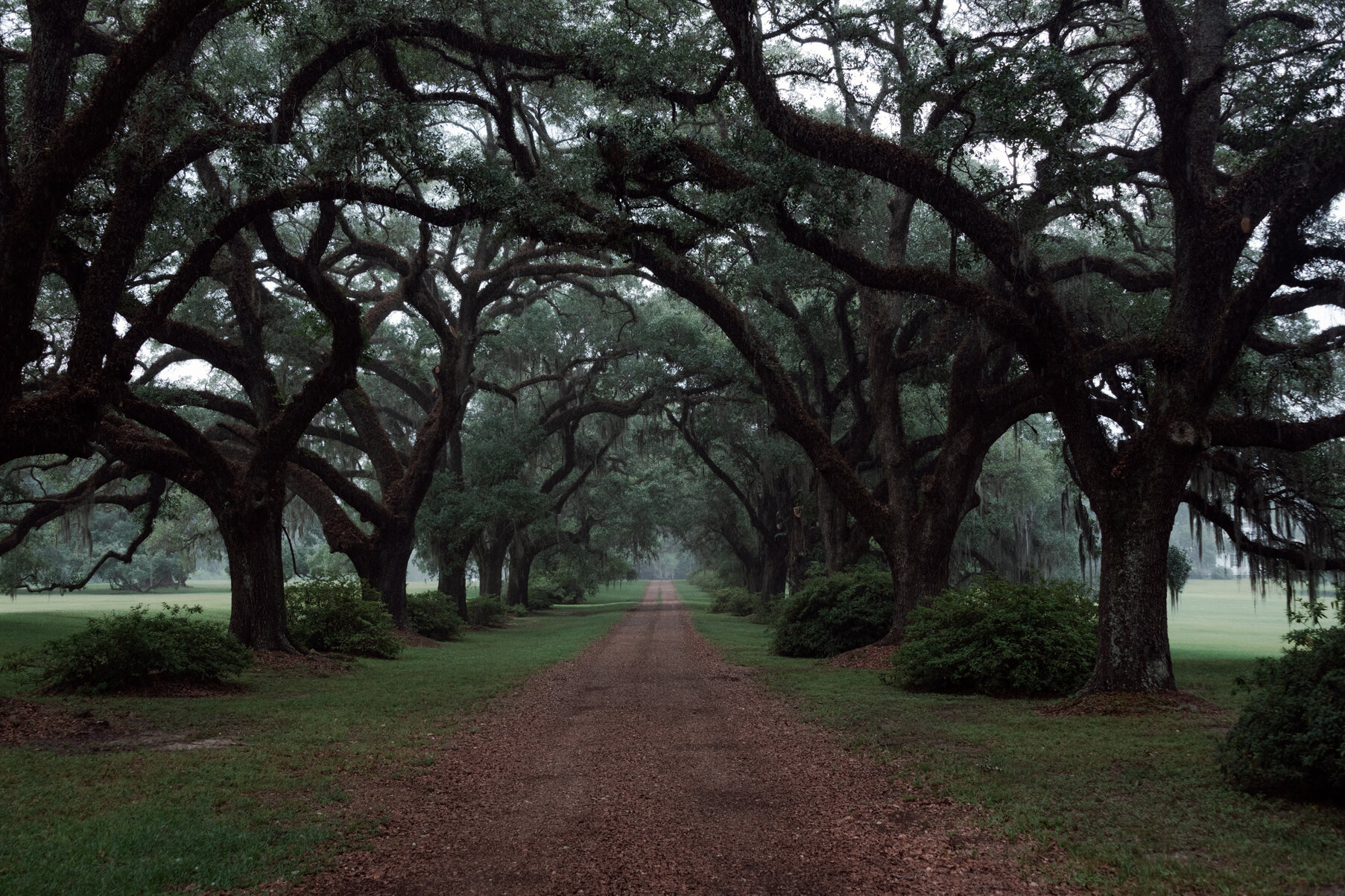 Louisiana Live Oaks (USA, 2020)