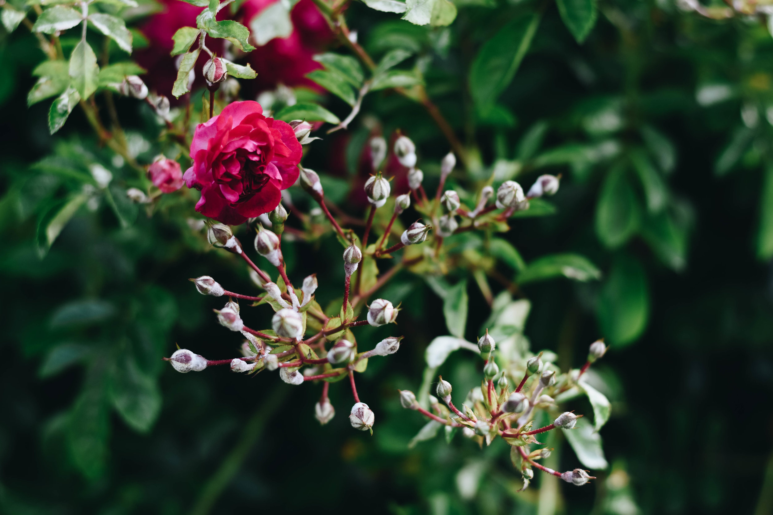 An Elizabethan Rose | Glenbeigh, Ireland | June 2016