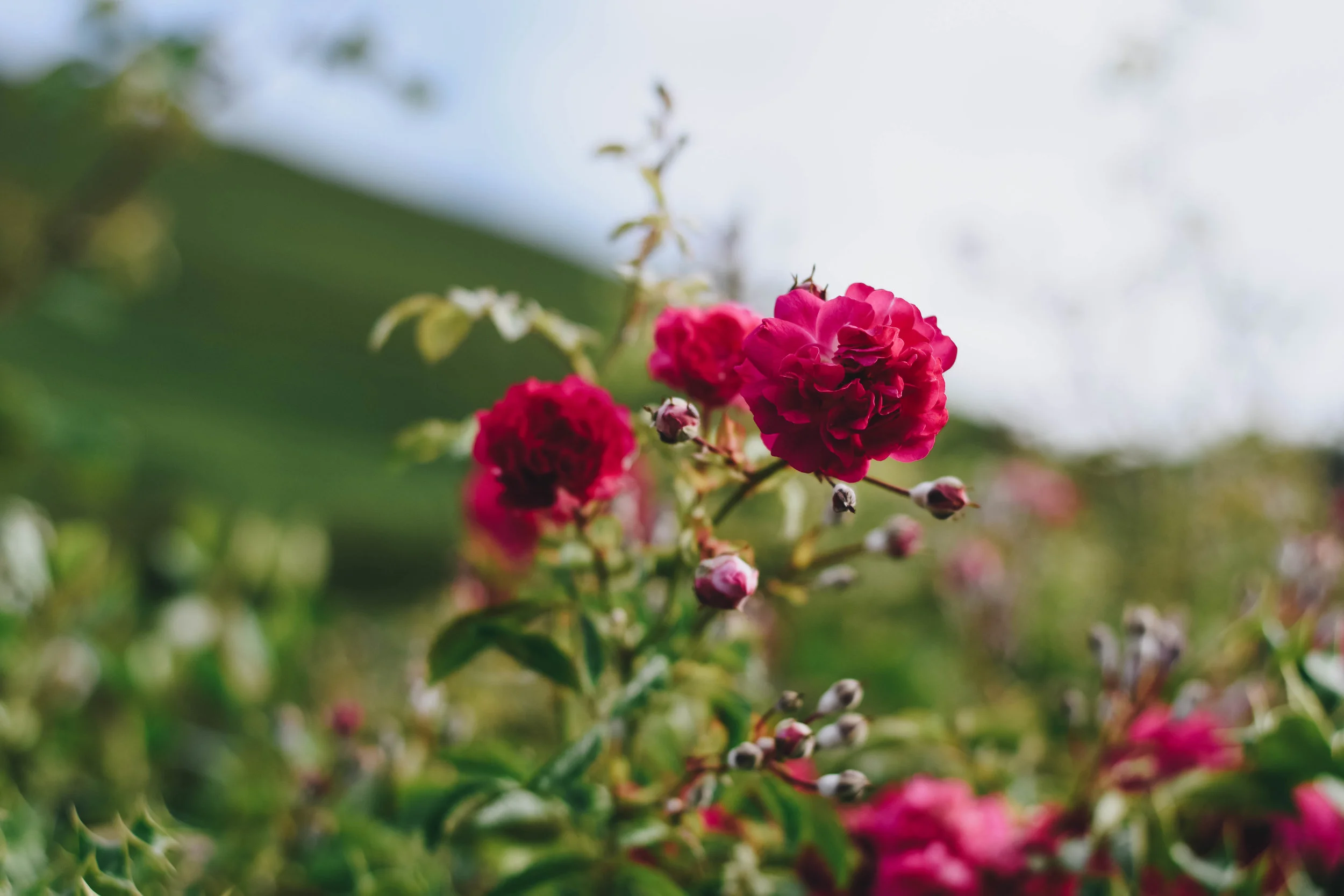 Roses on a Hill | Glenbeigh, Ireland | June 2016