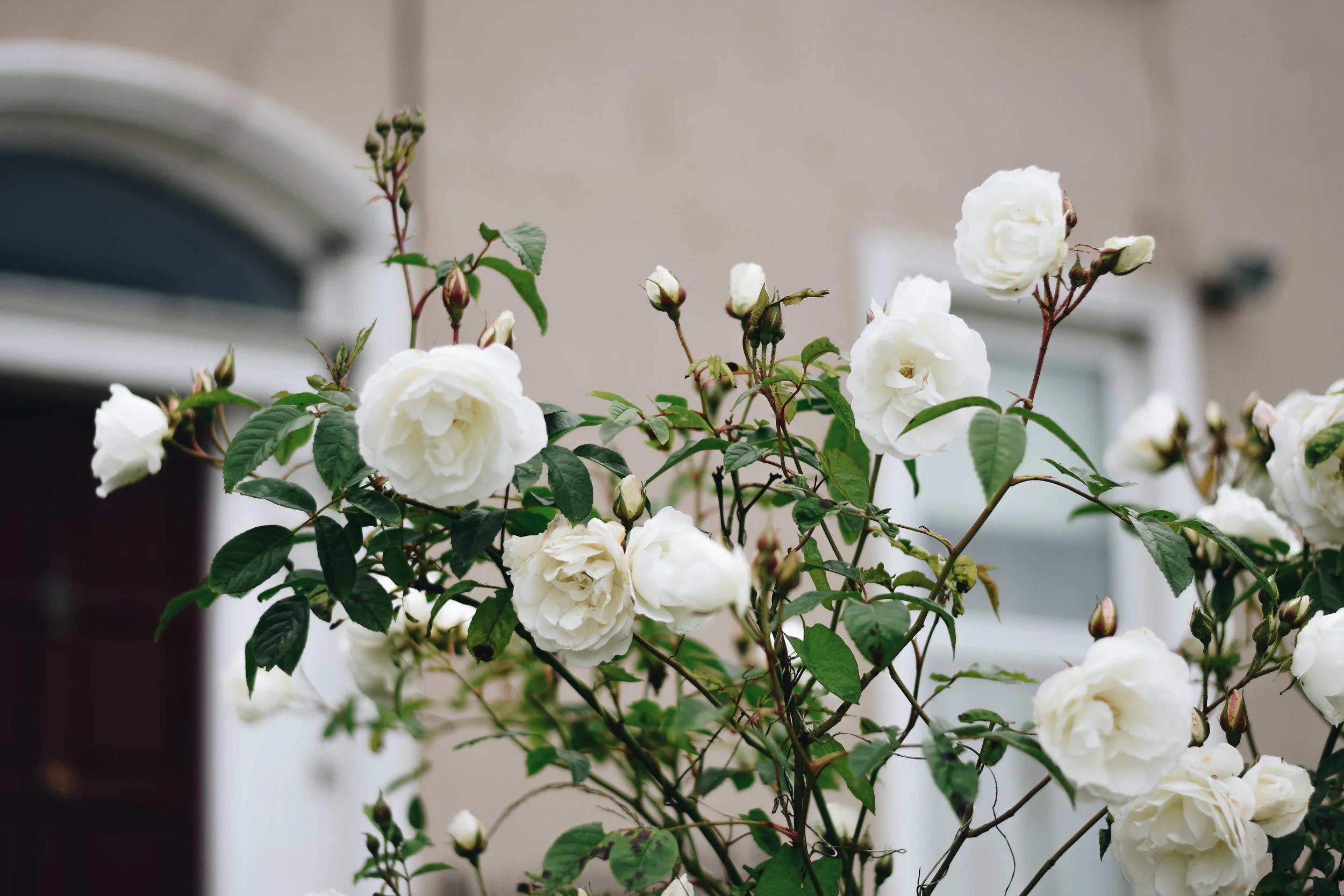 Quiet Roses | Howth, Ireland | June 2016