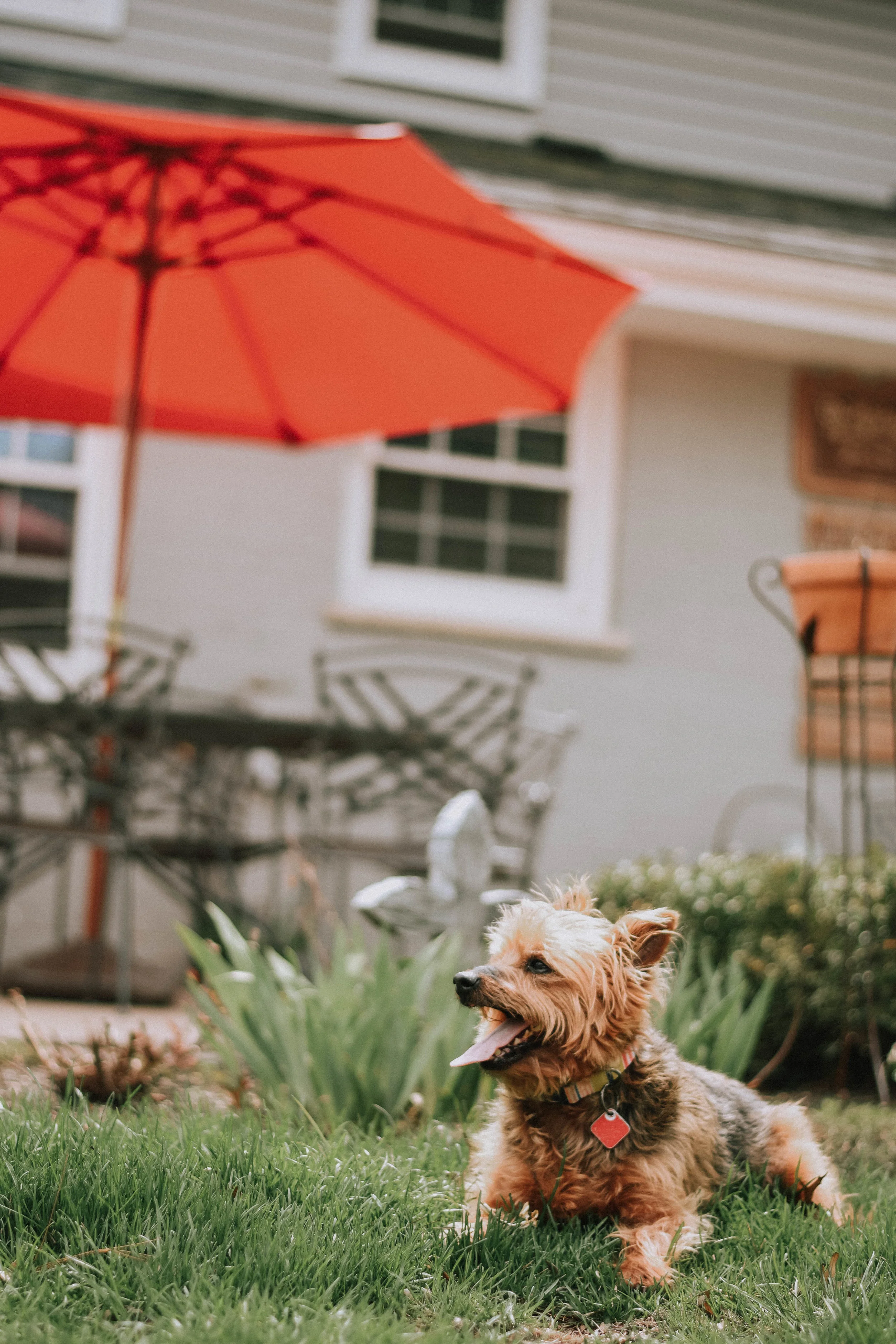 Max: the Super-Hero-Pup