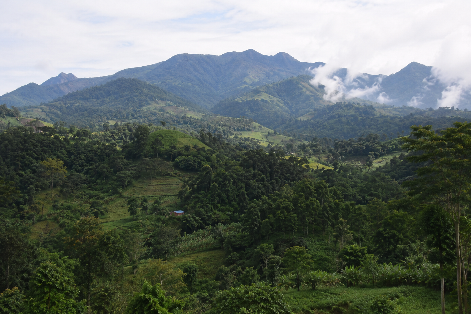 Indonesia Mandheling: Why This Legendary Sumatra Coffee Is Unlike Anything Else