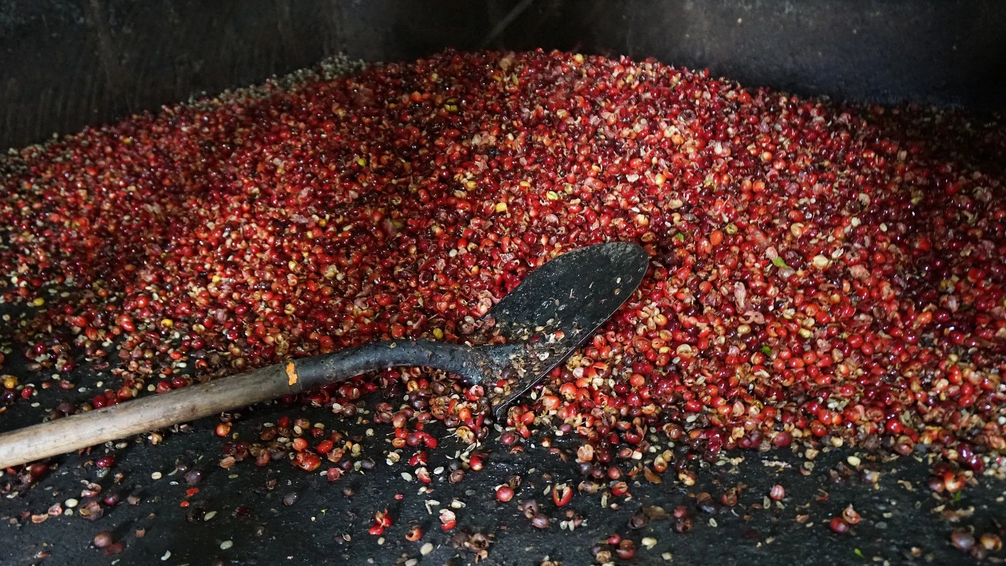 coffee-cherries-pulped-web.jpg