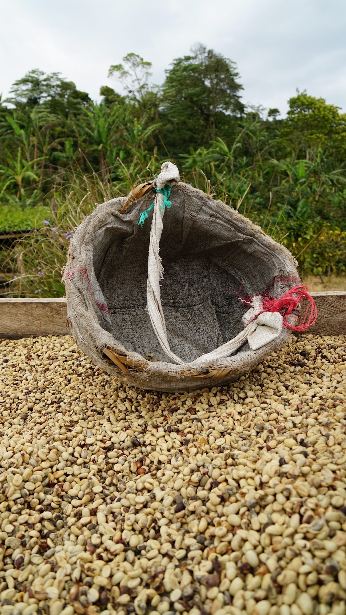 nicaragua-coffee-drying-bed-basket-web.jpg