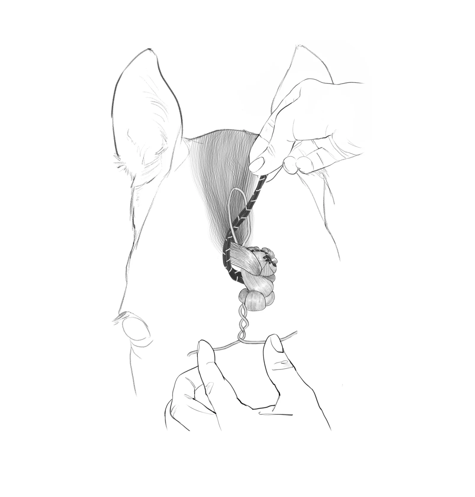 fetlock braid.jpg