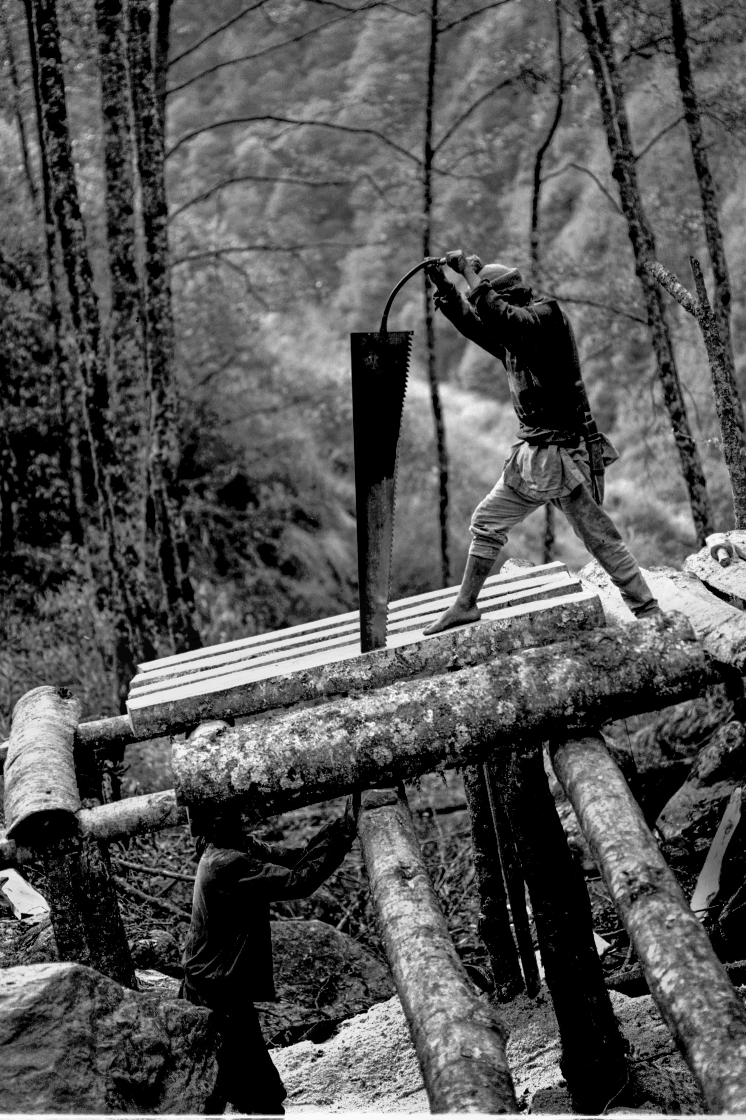 WoodcutterSaw.jpg
