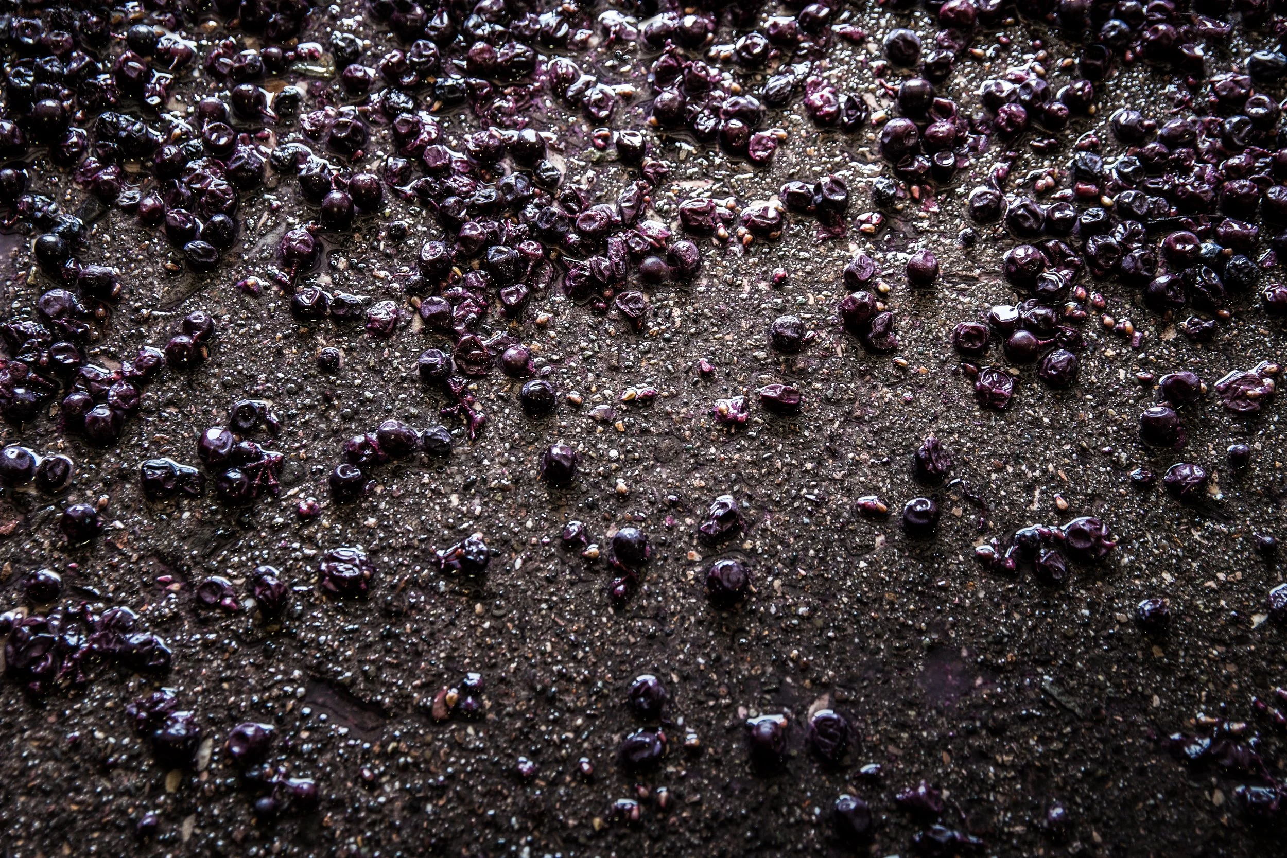 John--Lichtwardt-Photography-Stolpman-Vinyards-5.jpg