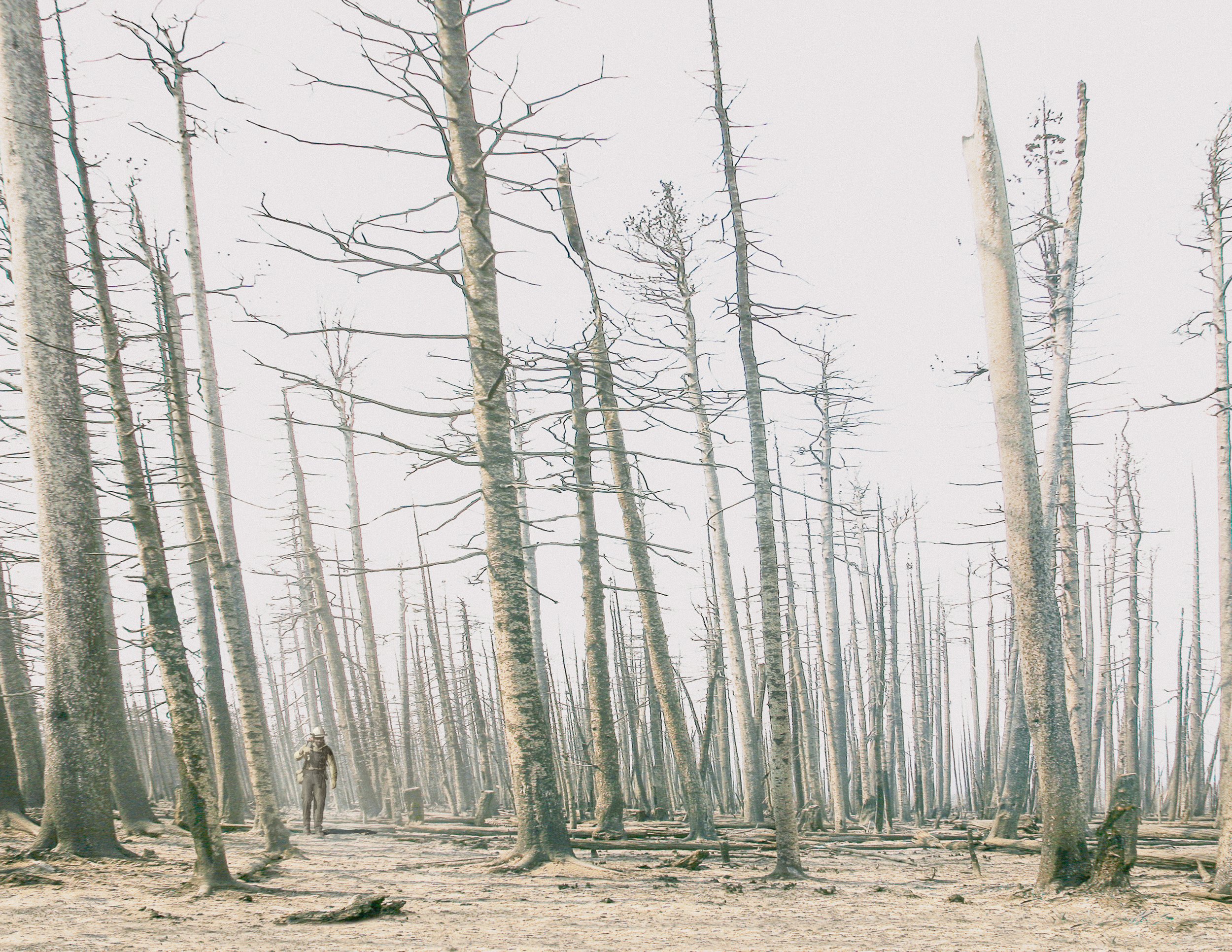 burnt-forest-4-Edit-4.jpg