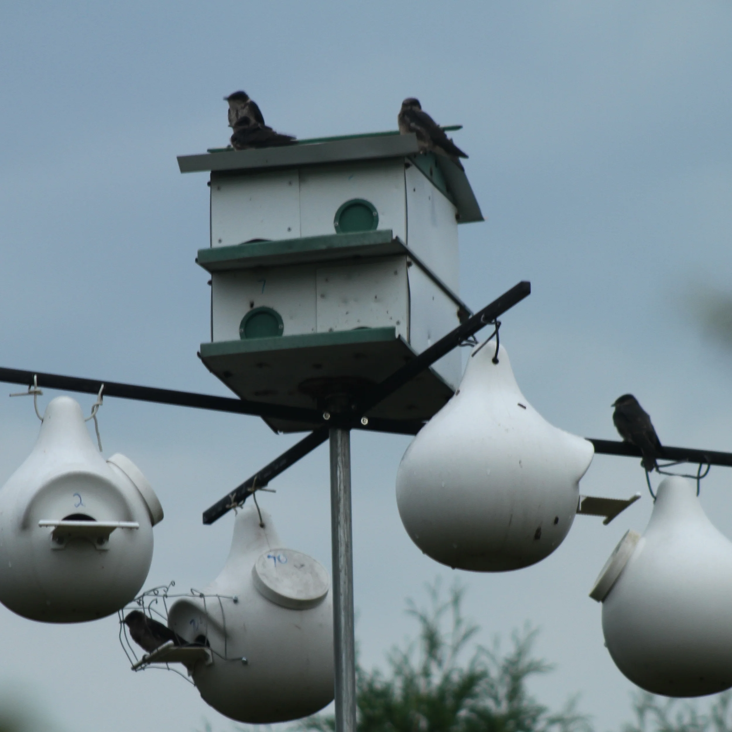 martins 4cmpt trio  2015 - 10.JPG