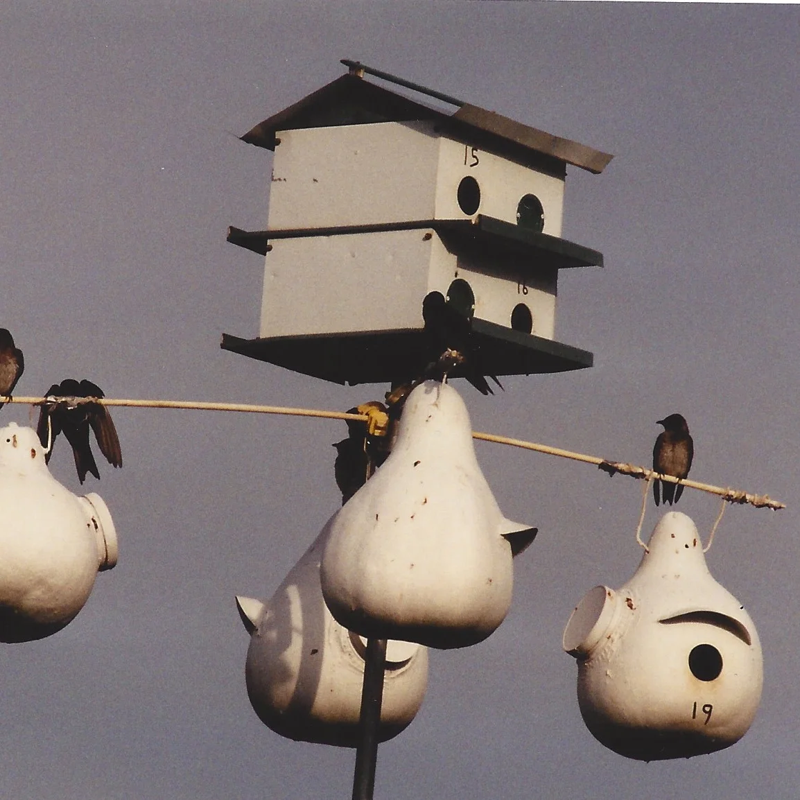  Another view of the 4 room Trio house before adding the excluder plate entrances.&nbsp; The natural gourds with canopies and access ports and round entrances were keys to establishing my colony in 1996.&nbsp; By 2002 all my entrances, site wide,&nbs