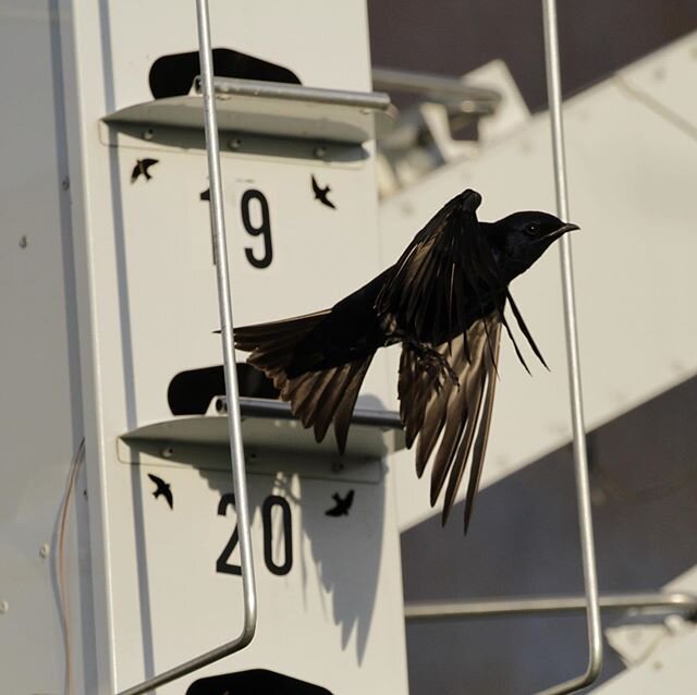 #purplemartin#ChirpyNest #birds#martins