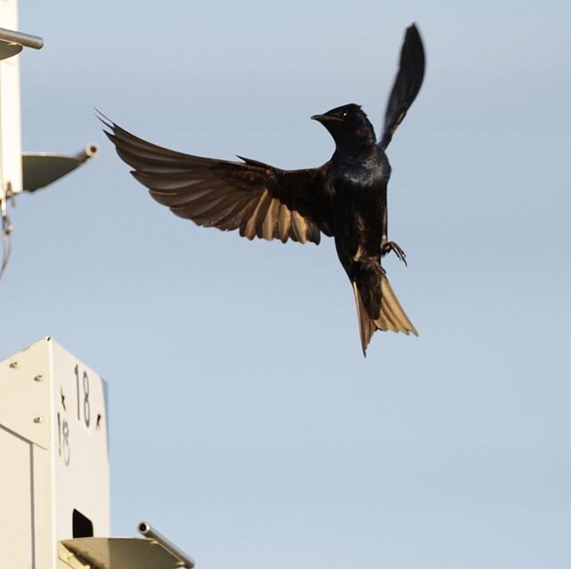 Dancing on air #purple Martins #chirpynest#martins#birds