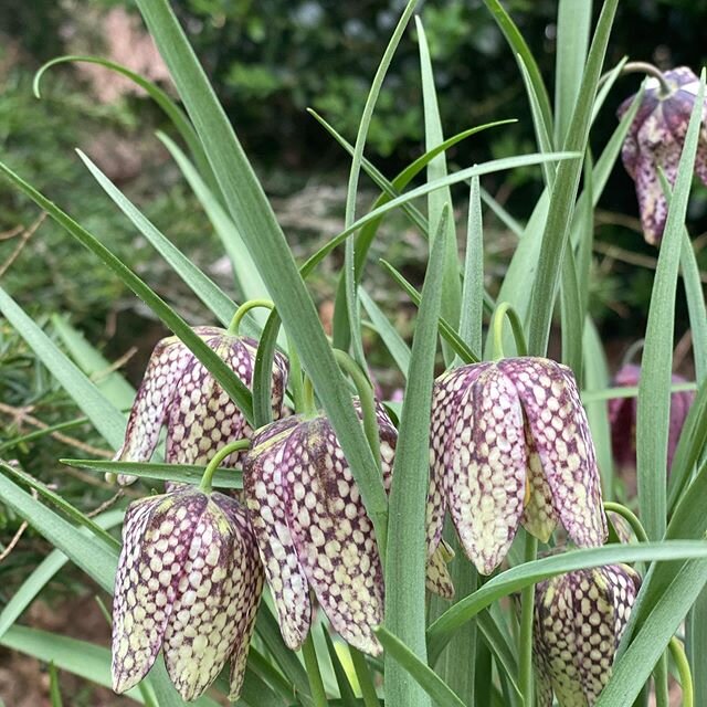 I love to see these each spring. Beautiful checkered pattern#frittilaria