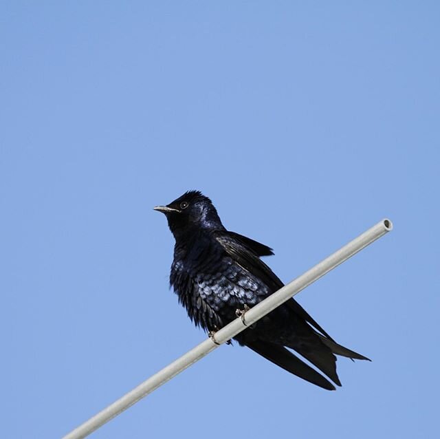 The breeze ruffling the feathers of this adult male purple martin. #martins #chirpynest #purplemartin#birding