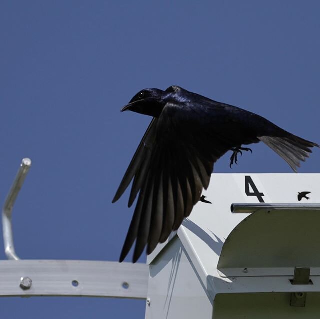 Enjoying the spring weather. #purple martin#chirpynest#